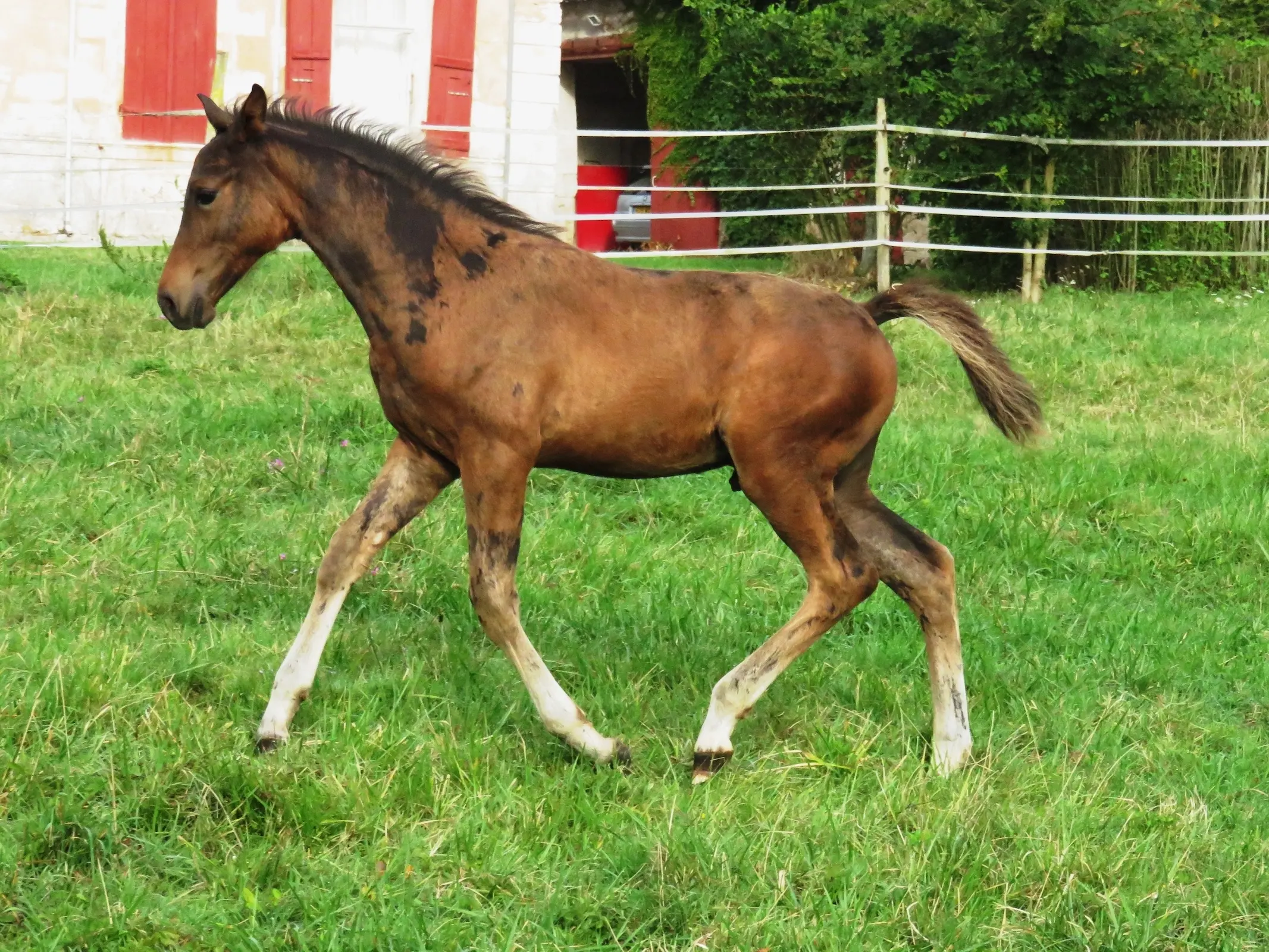 Horse with bend or spots