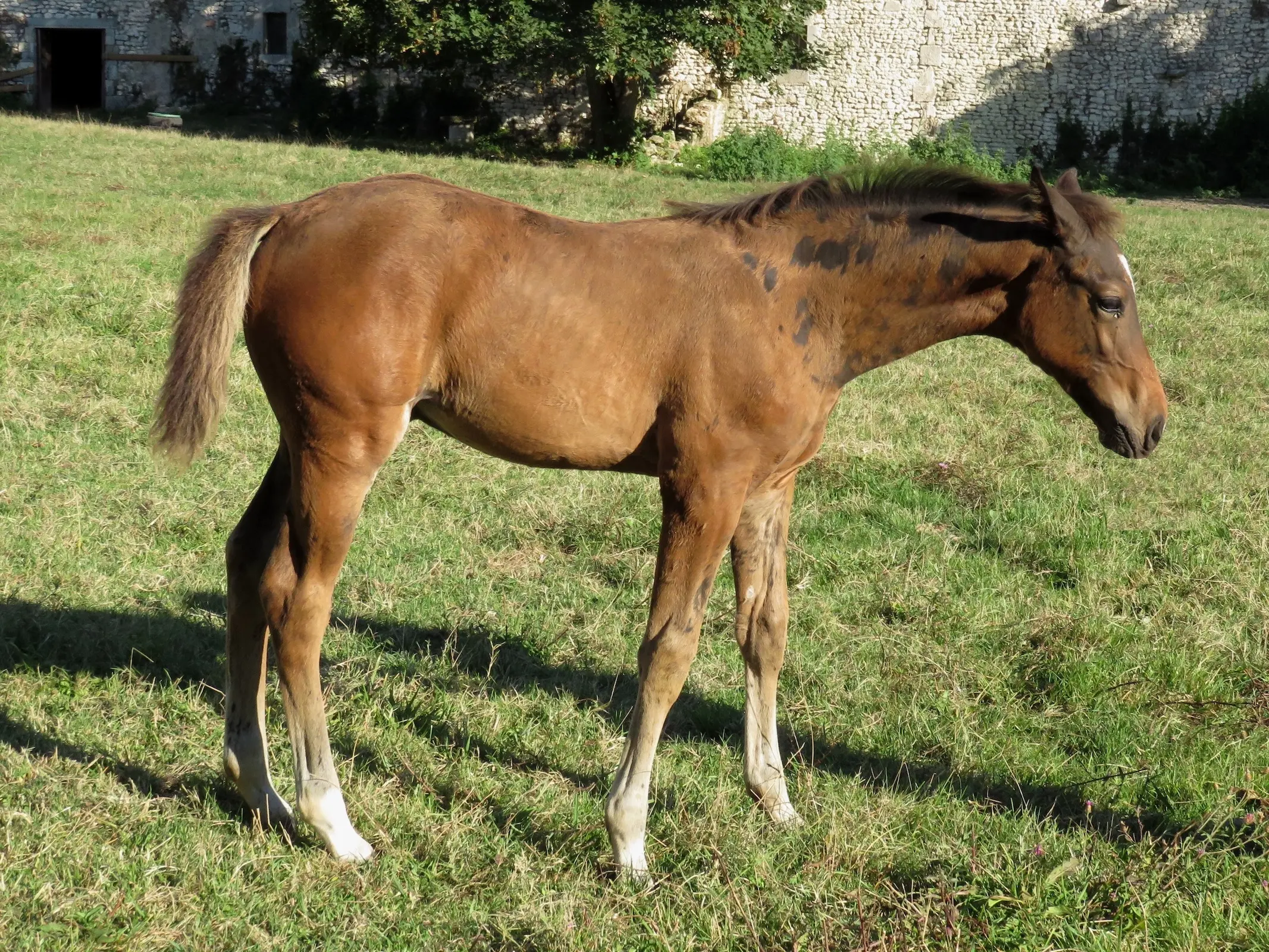 Horse with bend or spots