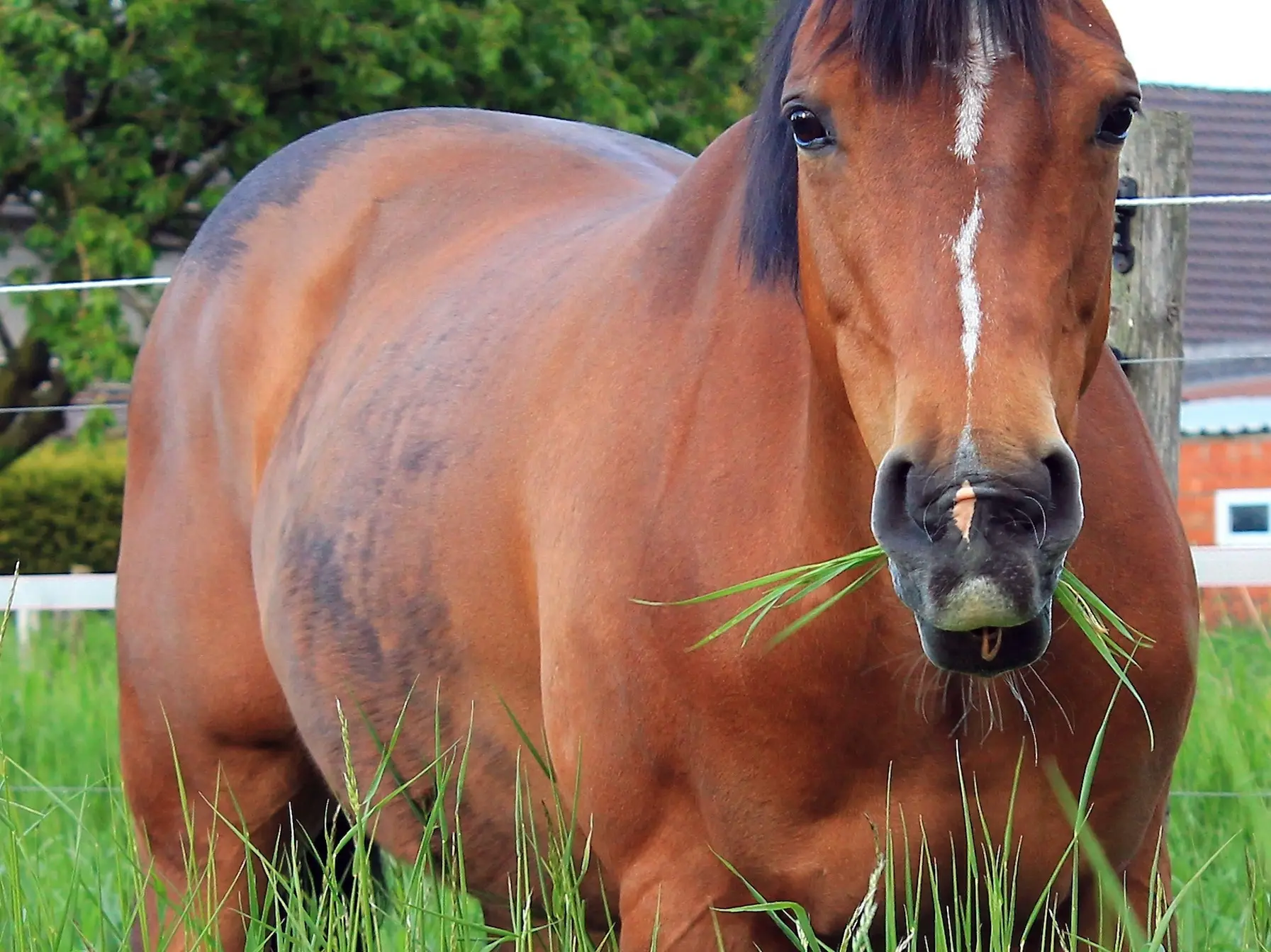 Horse with bend or spots