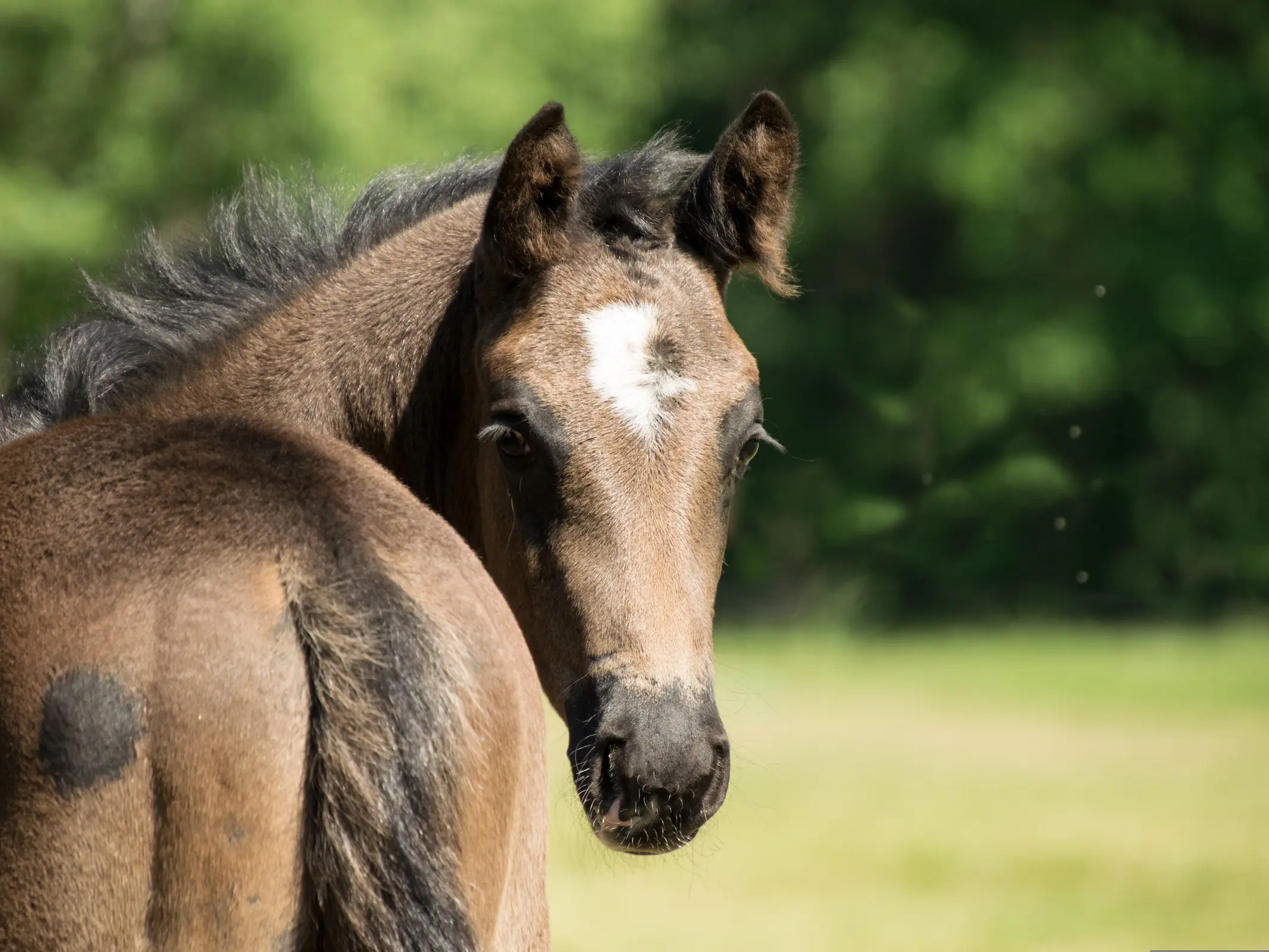 Horse with bend or spots