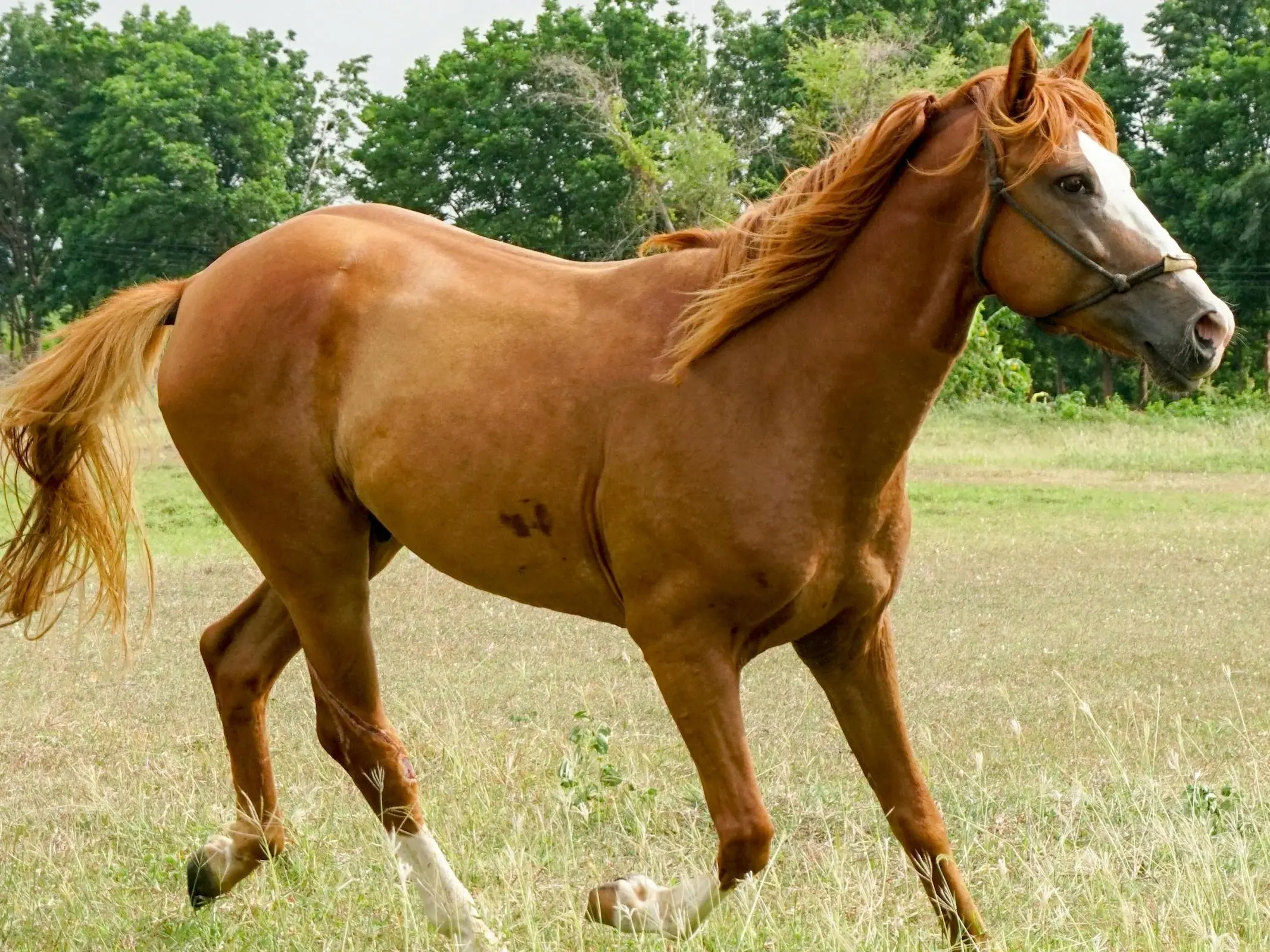 Horse with bend or spots