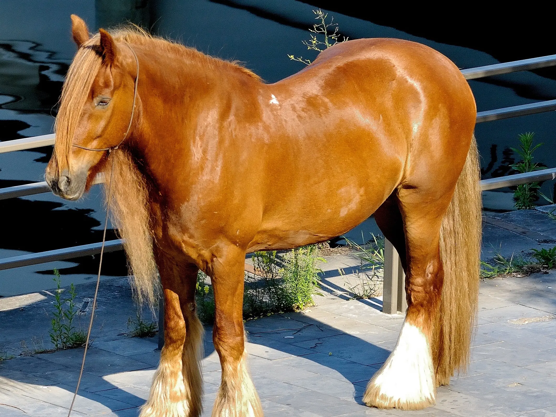 Horse with birdcatcher spots