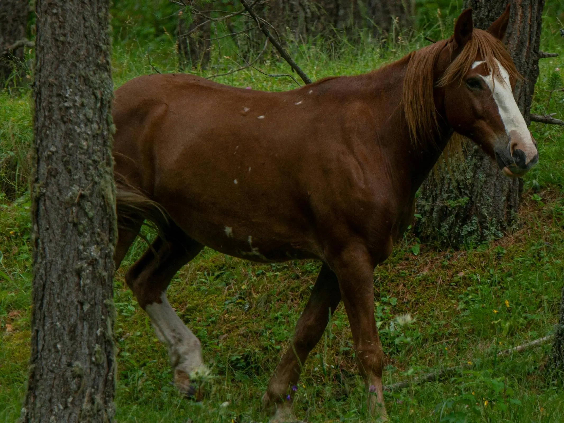 Overo pinto horse