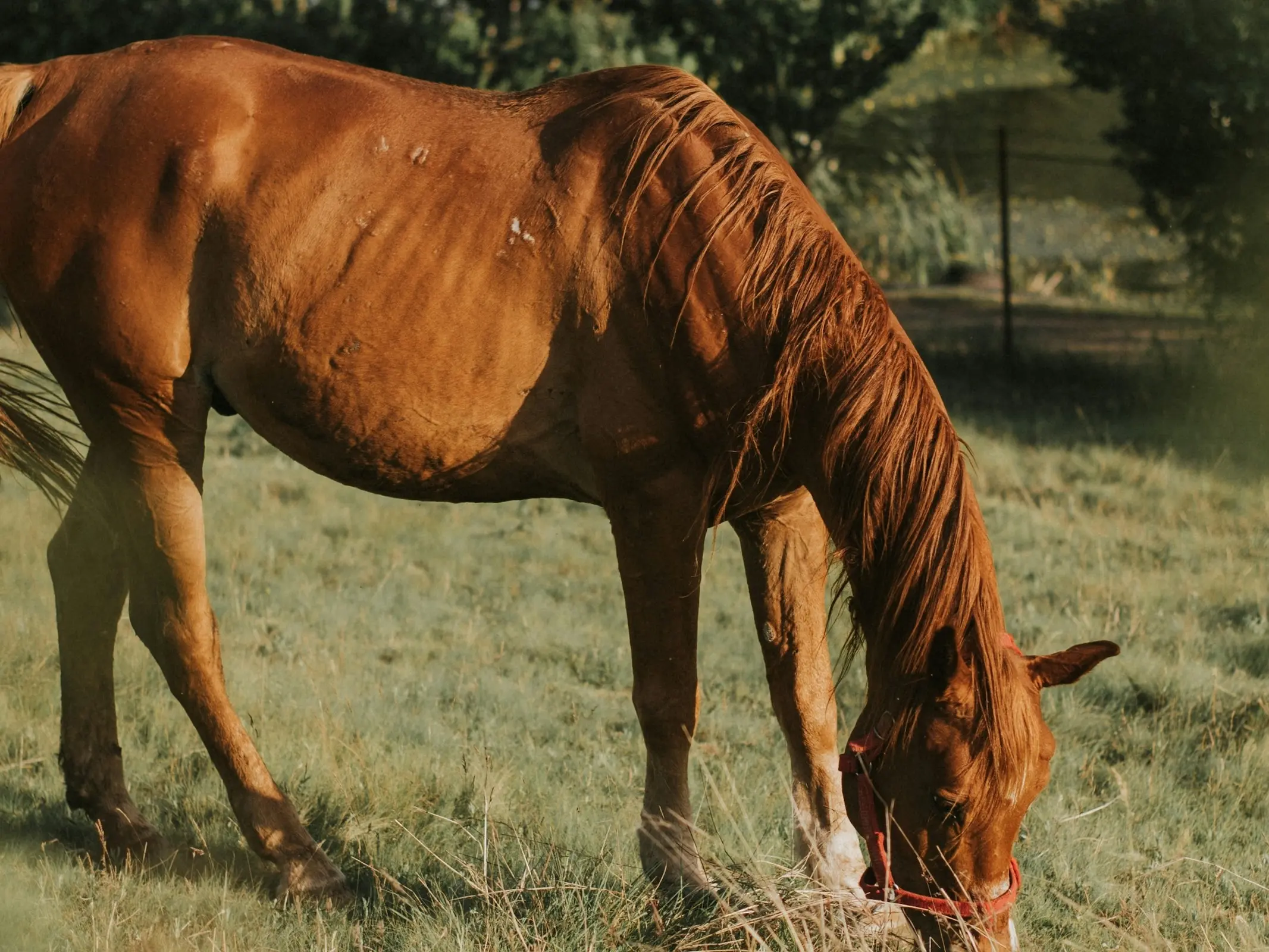 Horse with birdcatcher spots