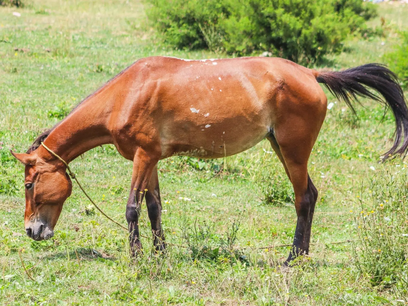 Horse with birdcatcher spots