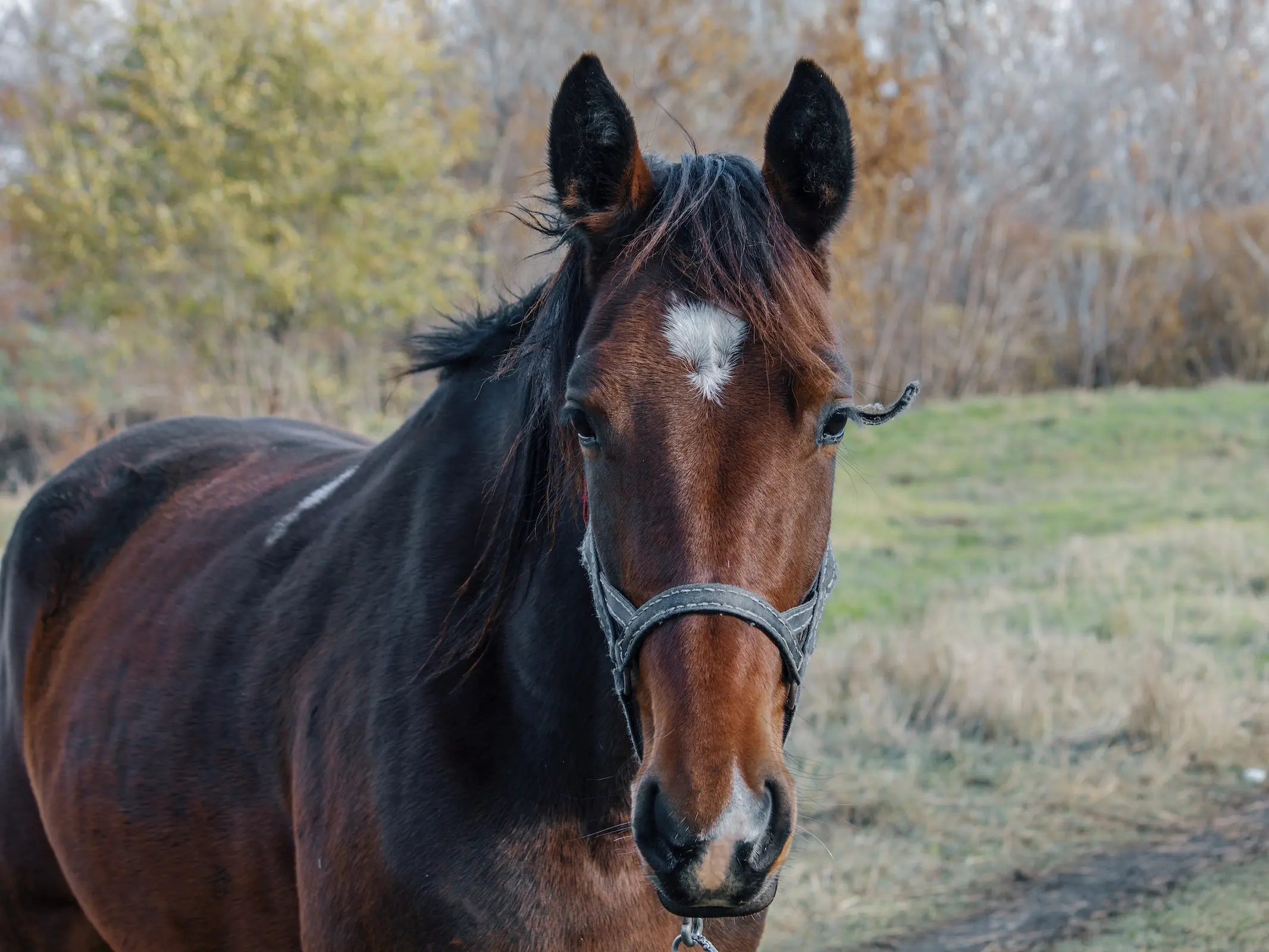 Horse with birdcatcher spots