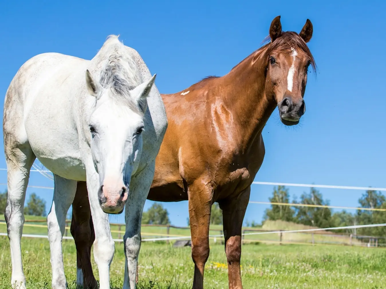 Bay overo pinto horse