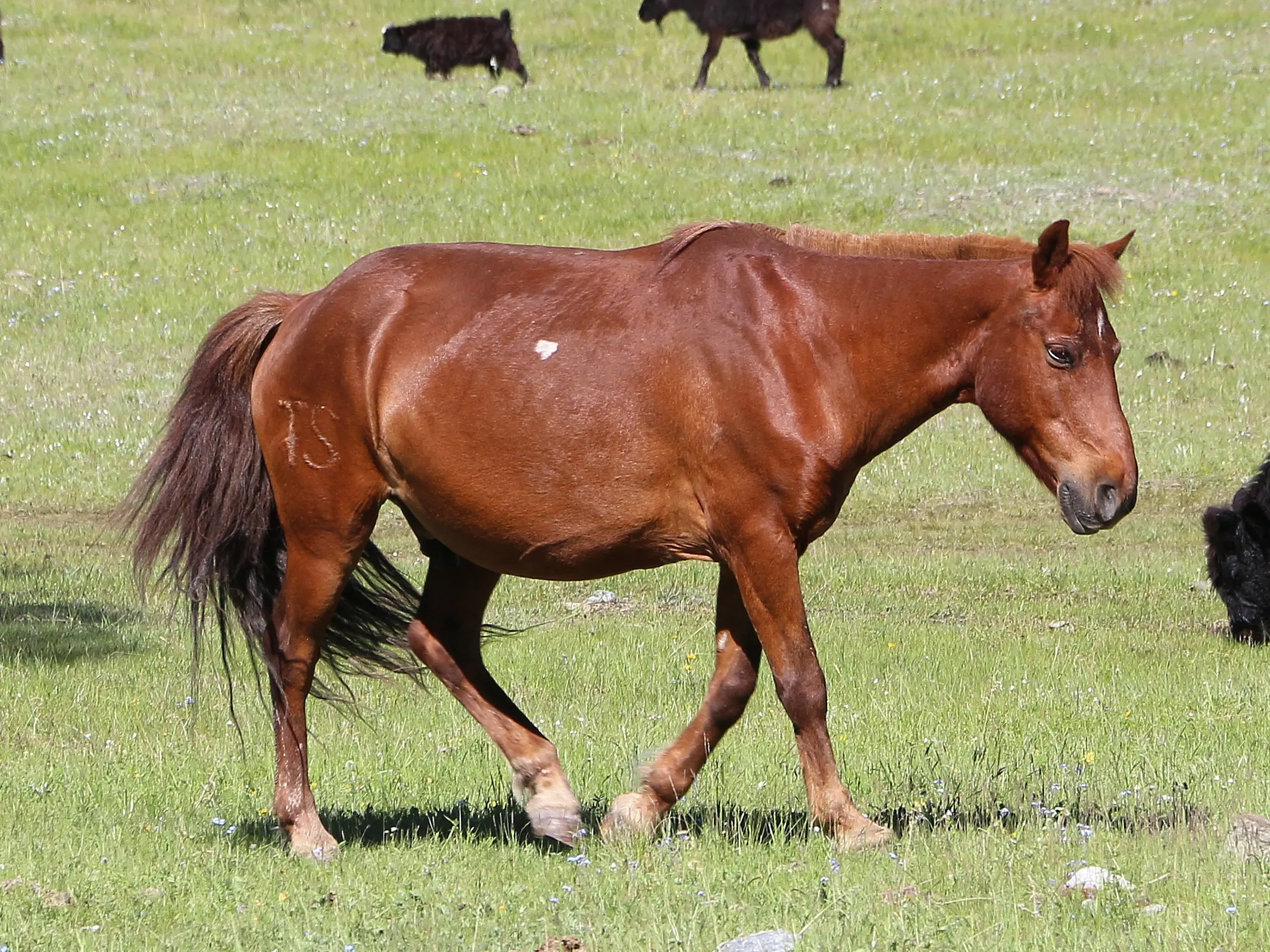 Horse with birdcatcher spots