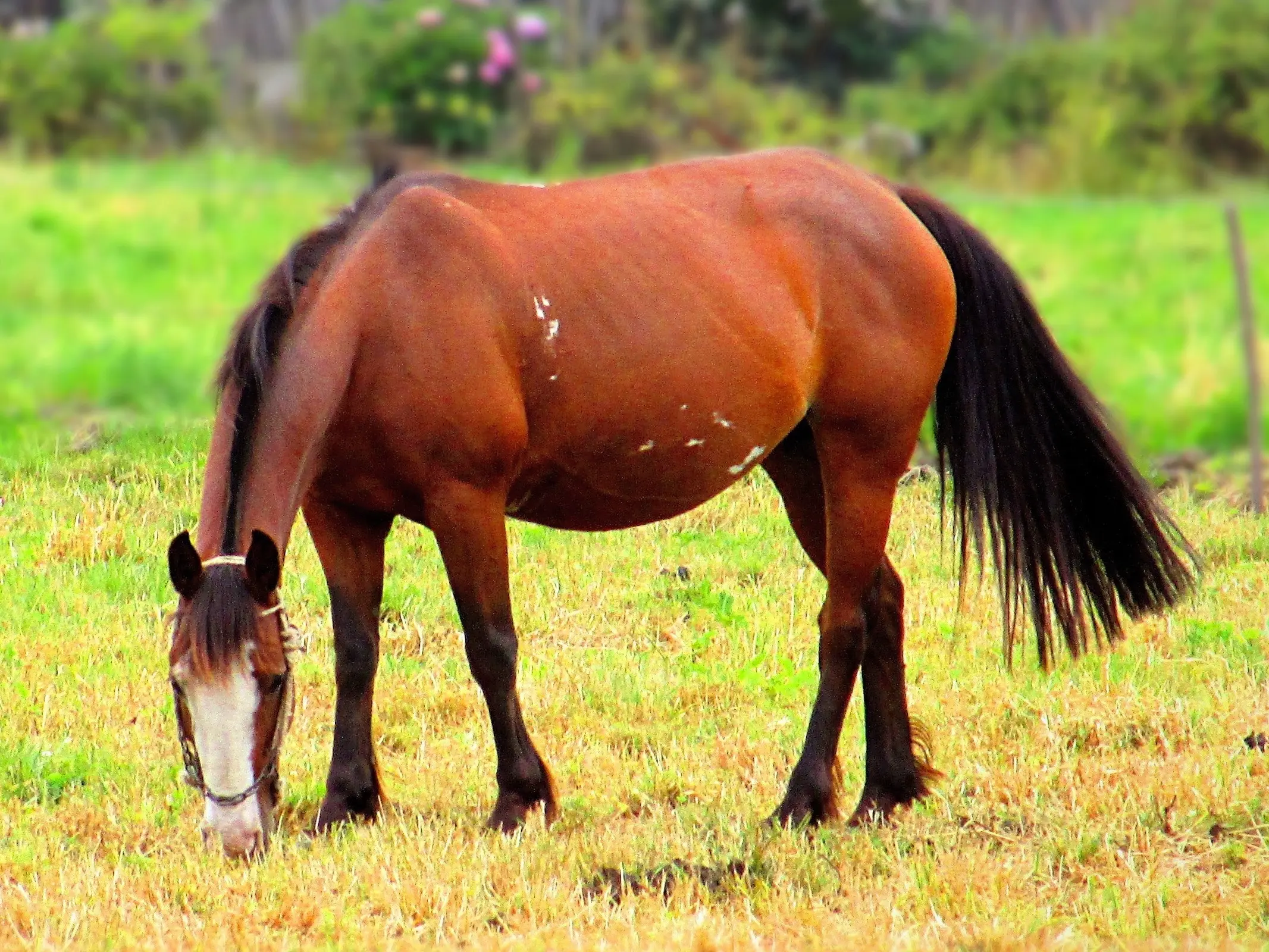 Overo pinto horse