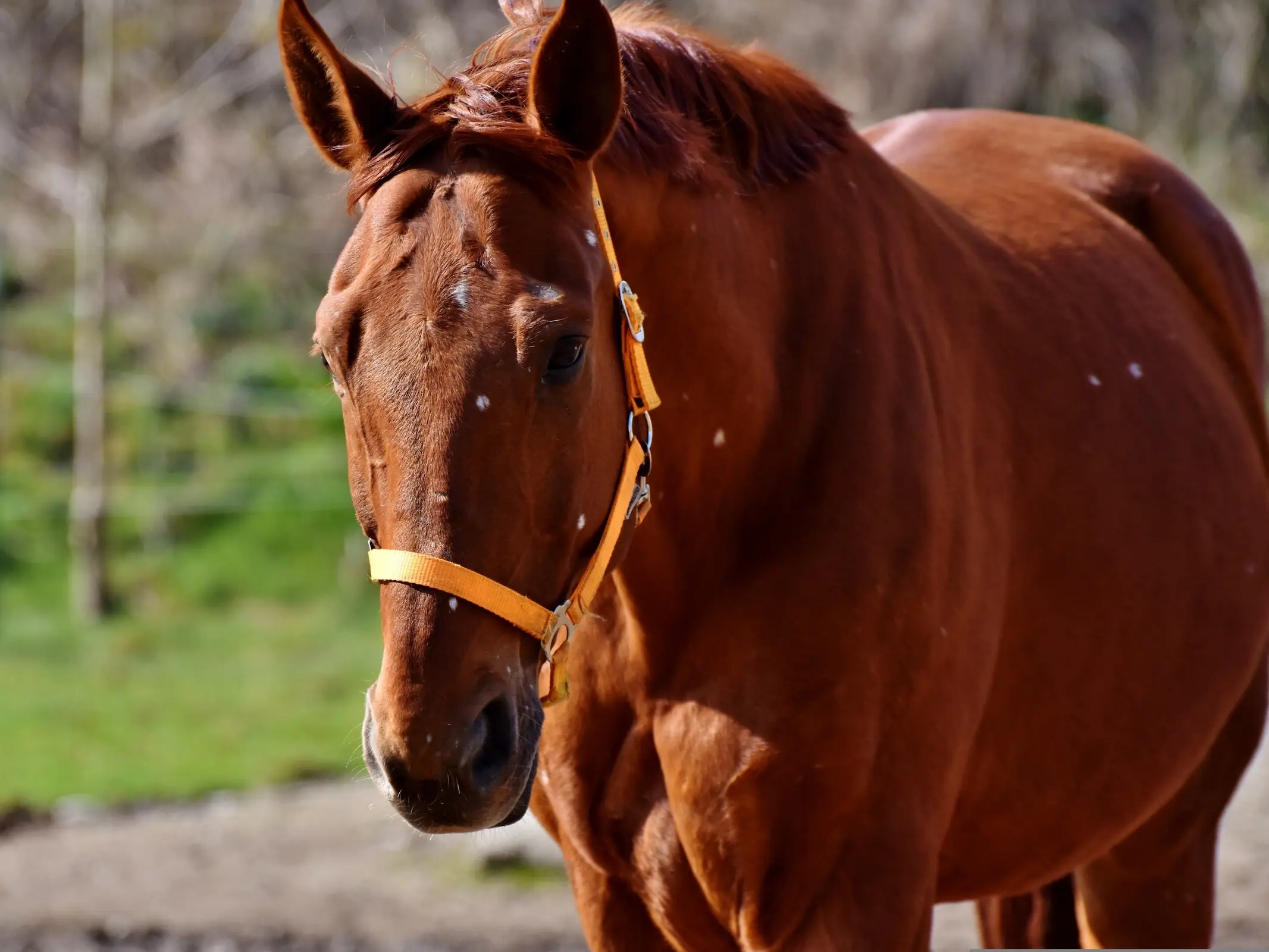 Horse with birdcatcher spots