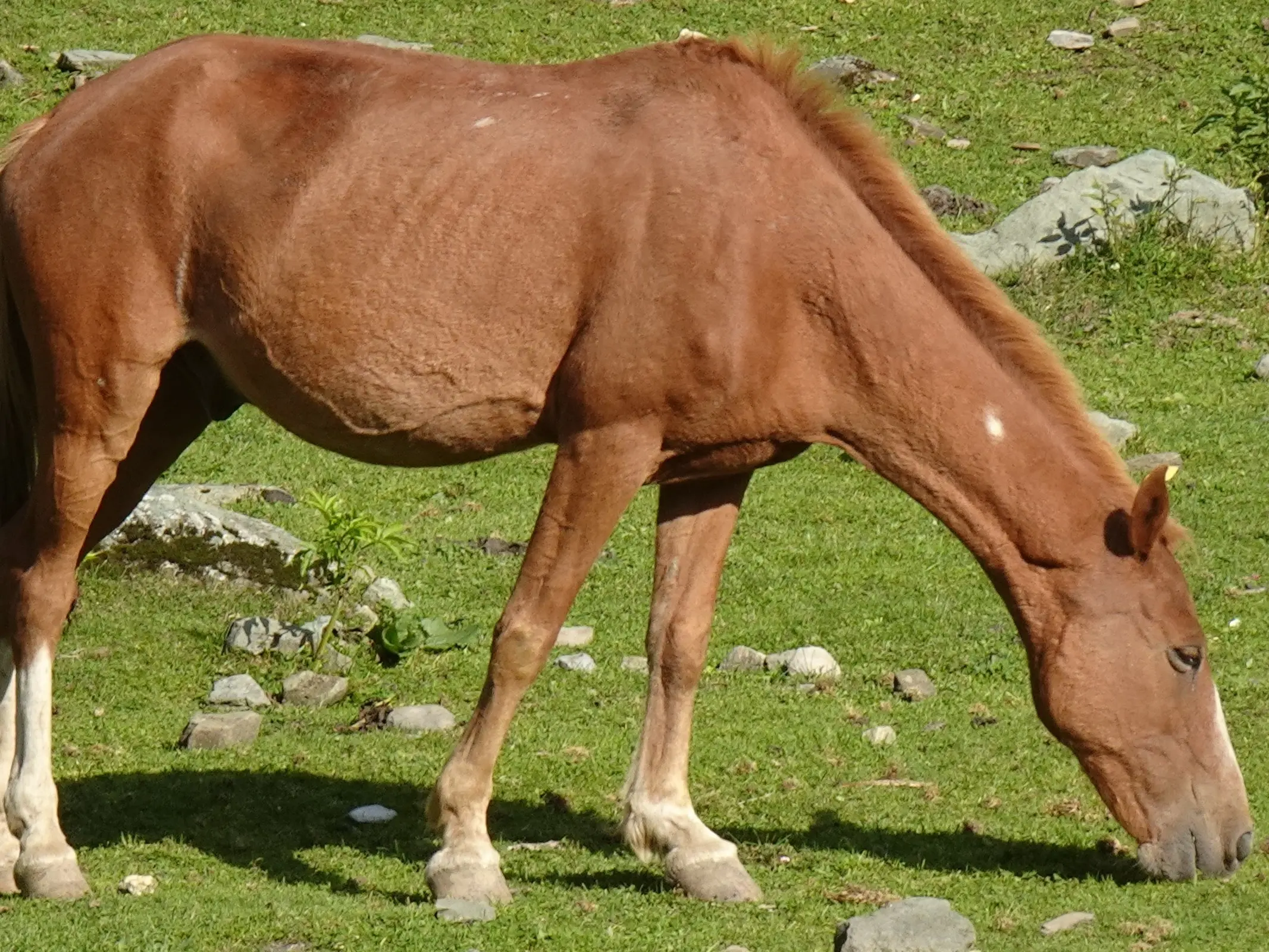 Horse with birdcatcher spots