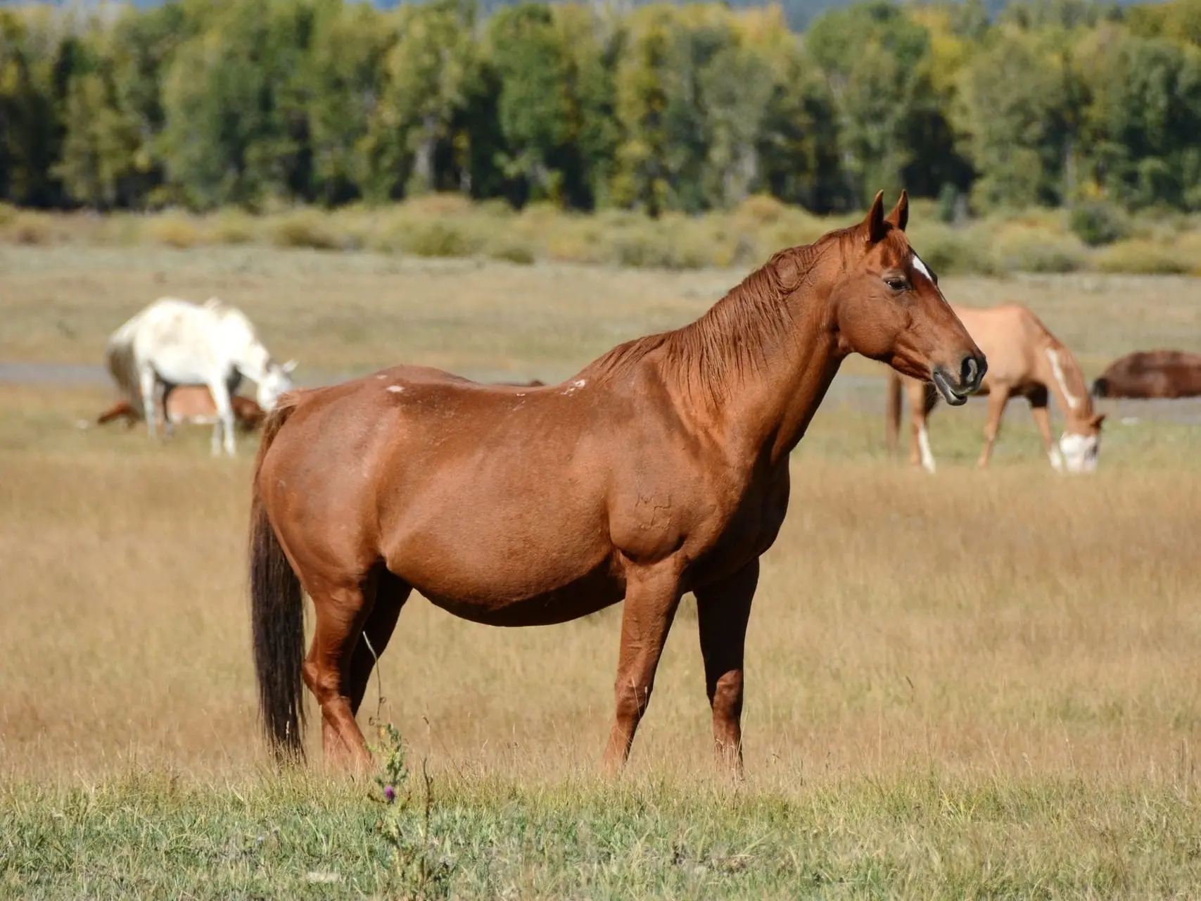 Horse with birdcatcher spots