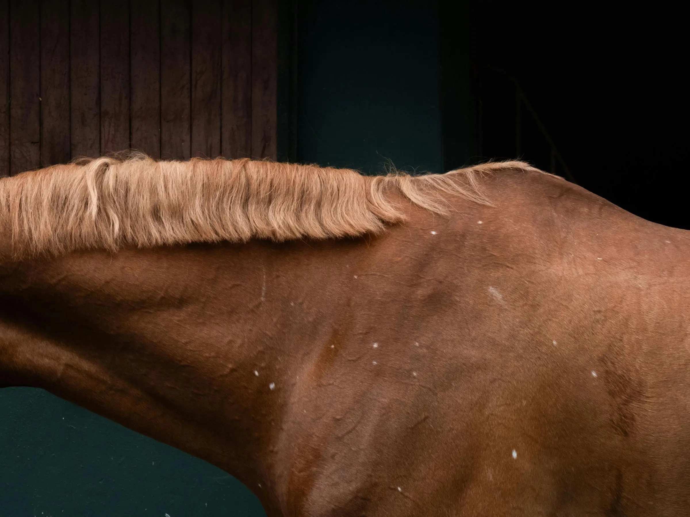 Horse with birdcatcher spots