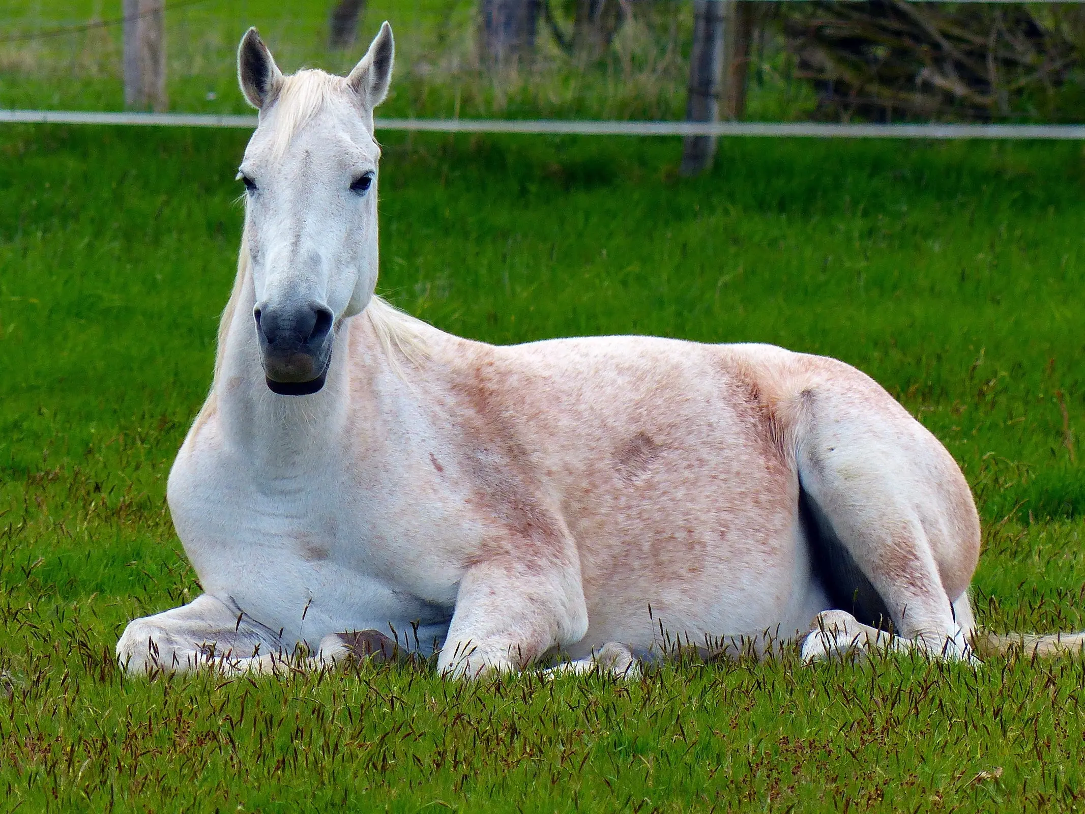 Horse with blood marks