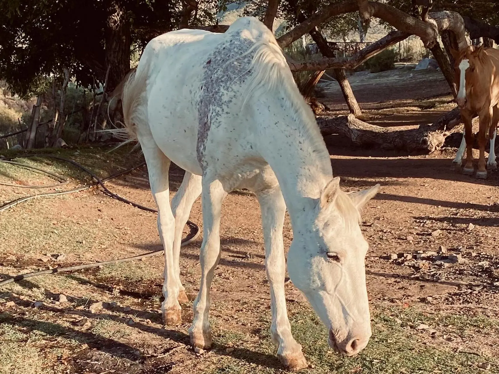 Horse with blood marks