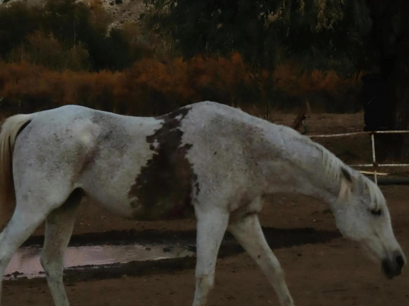 Horse with blood marks