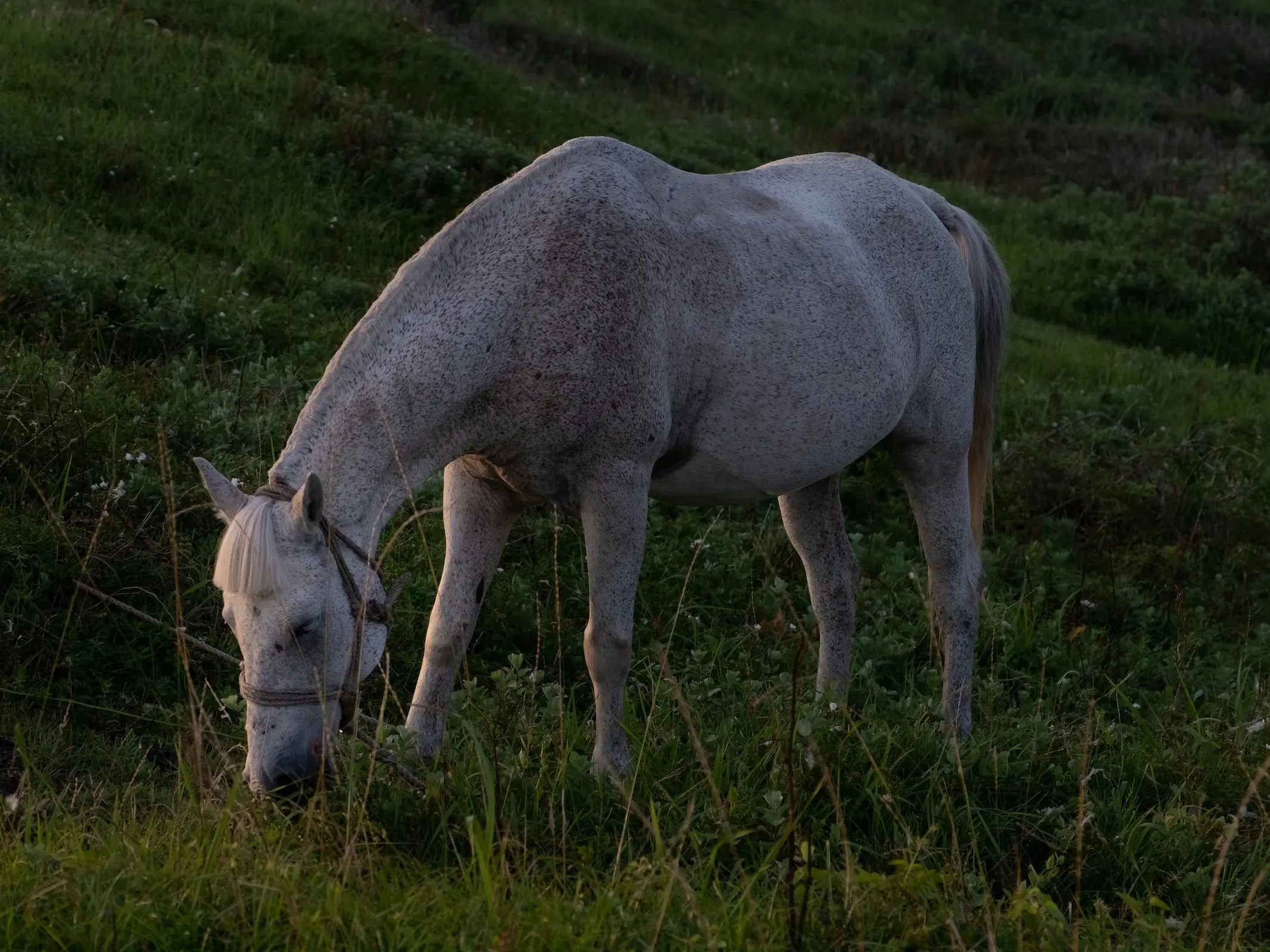 Horse with blood marks