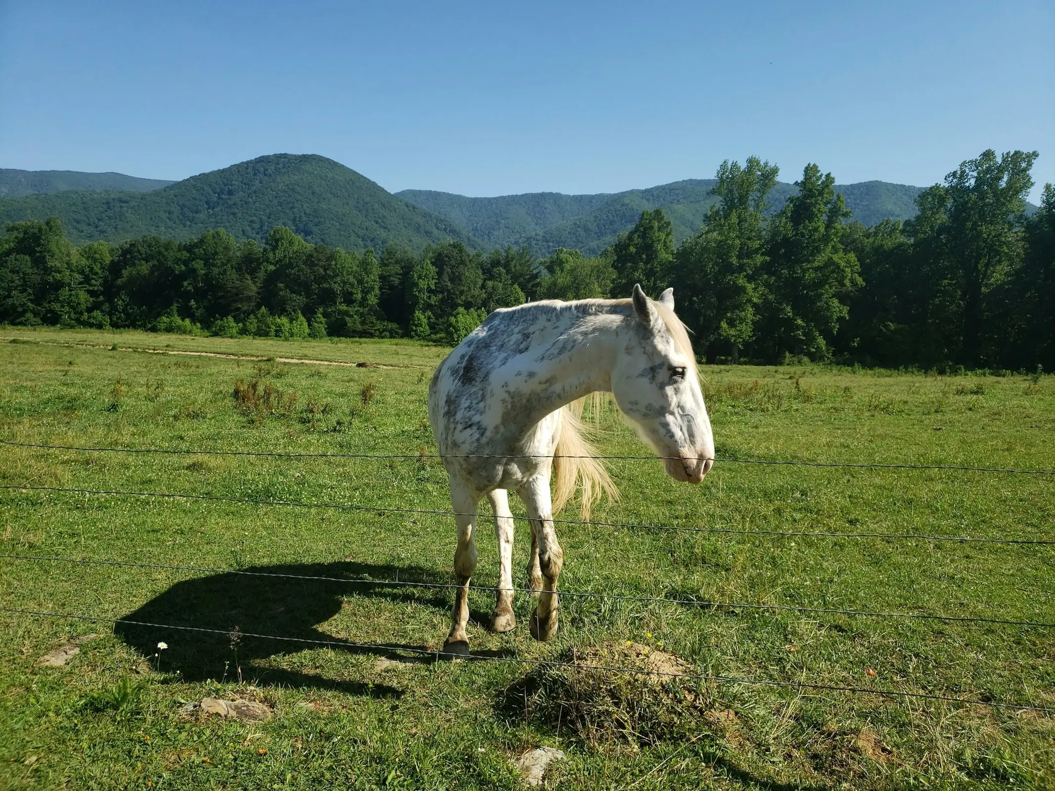 Horse with blood marks