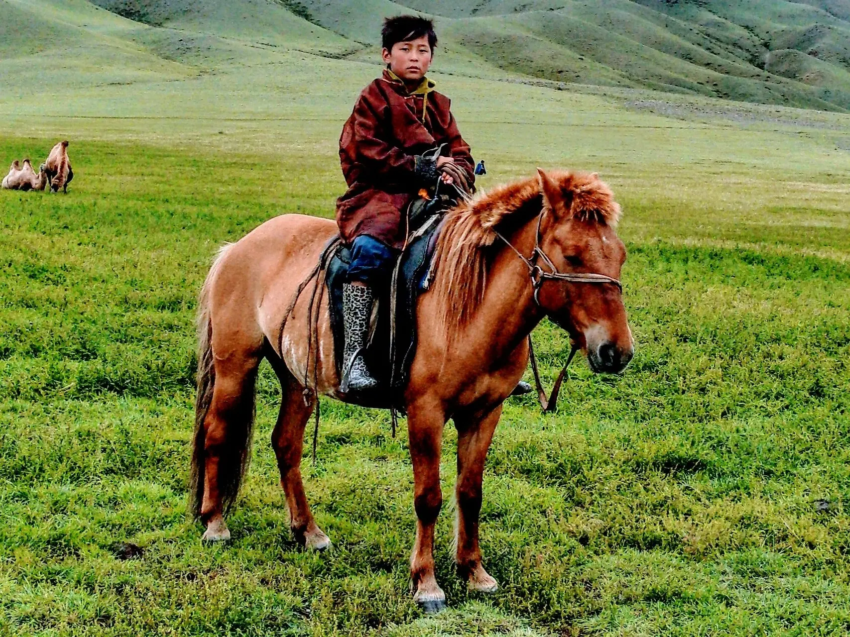 Horse with brindle markings