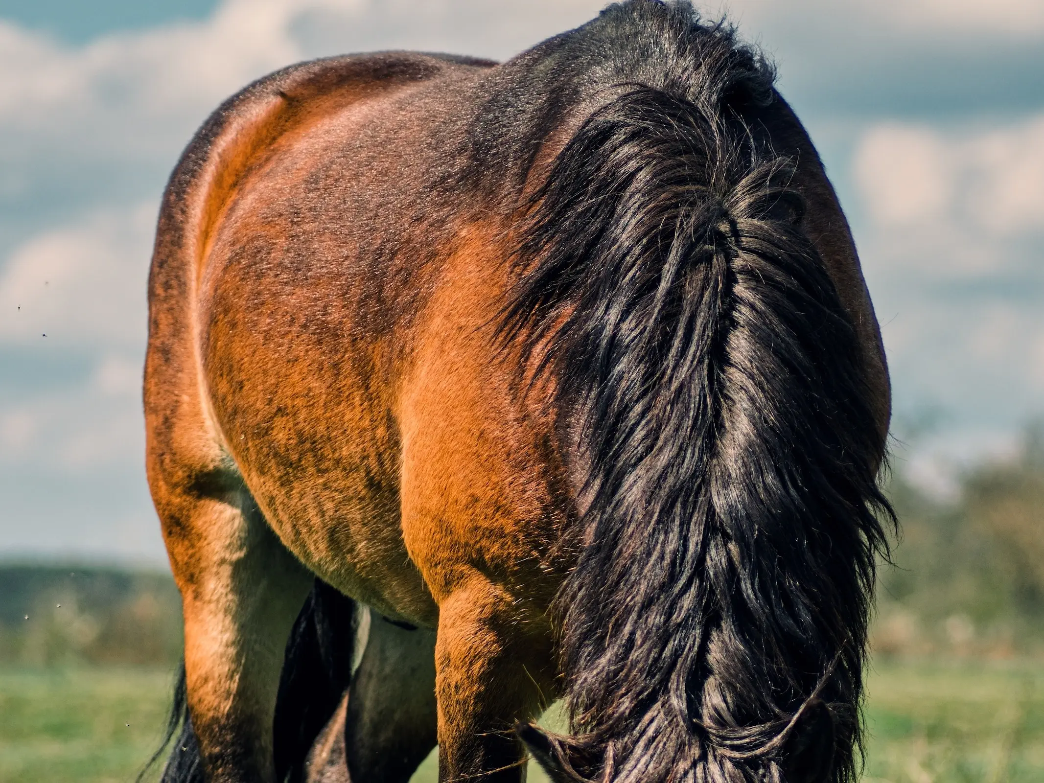 Horse with brindle patterns