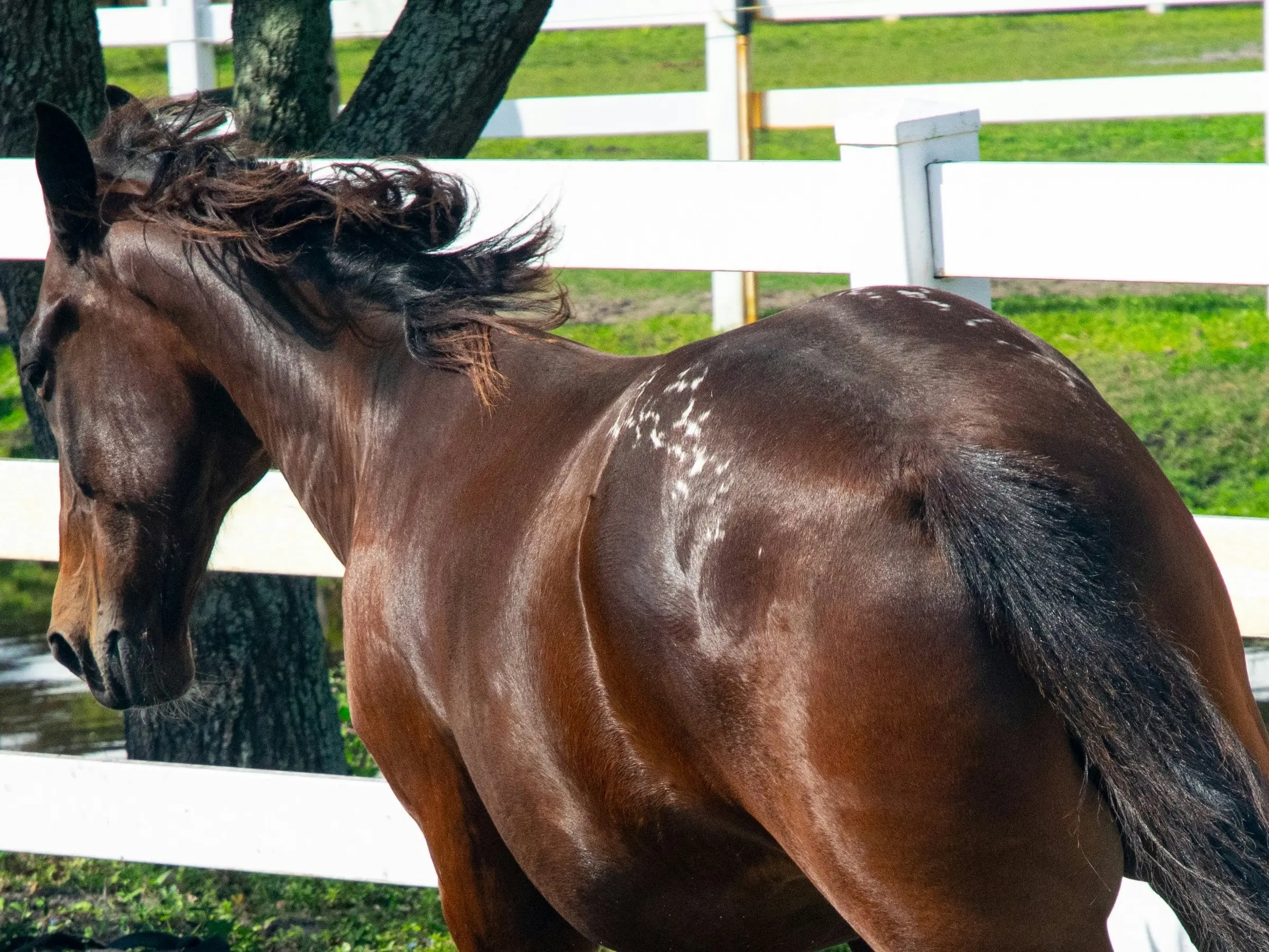 Horse with lacing