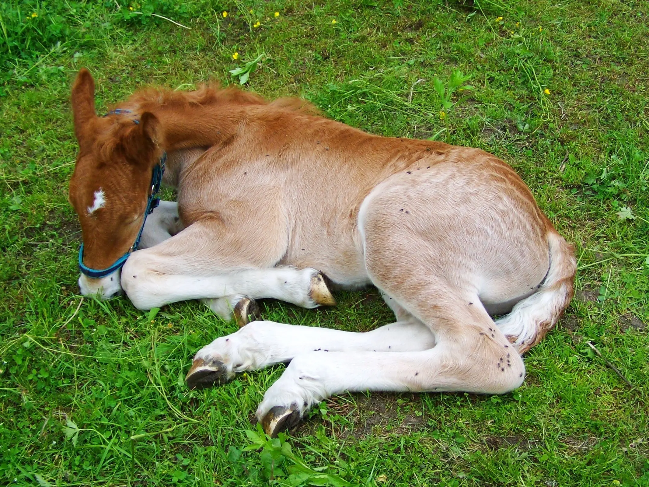 Horse with lacing