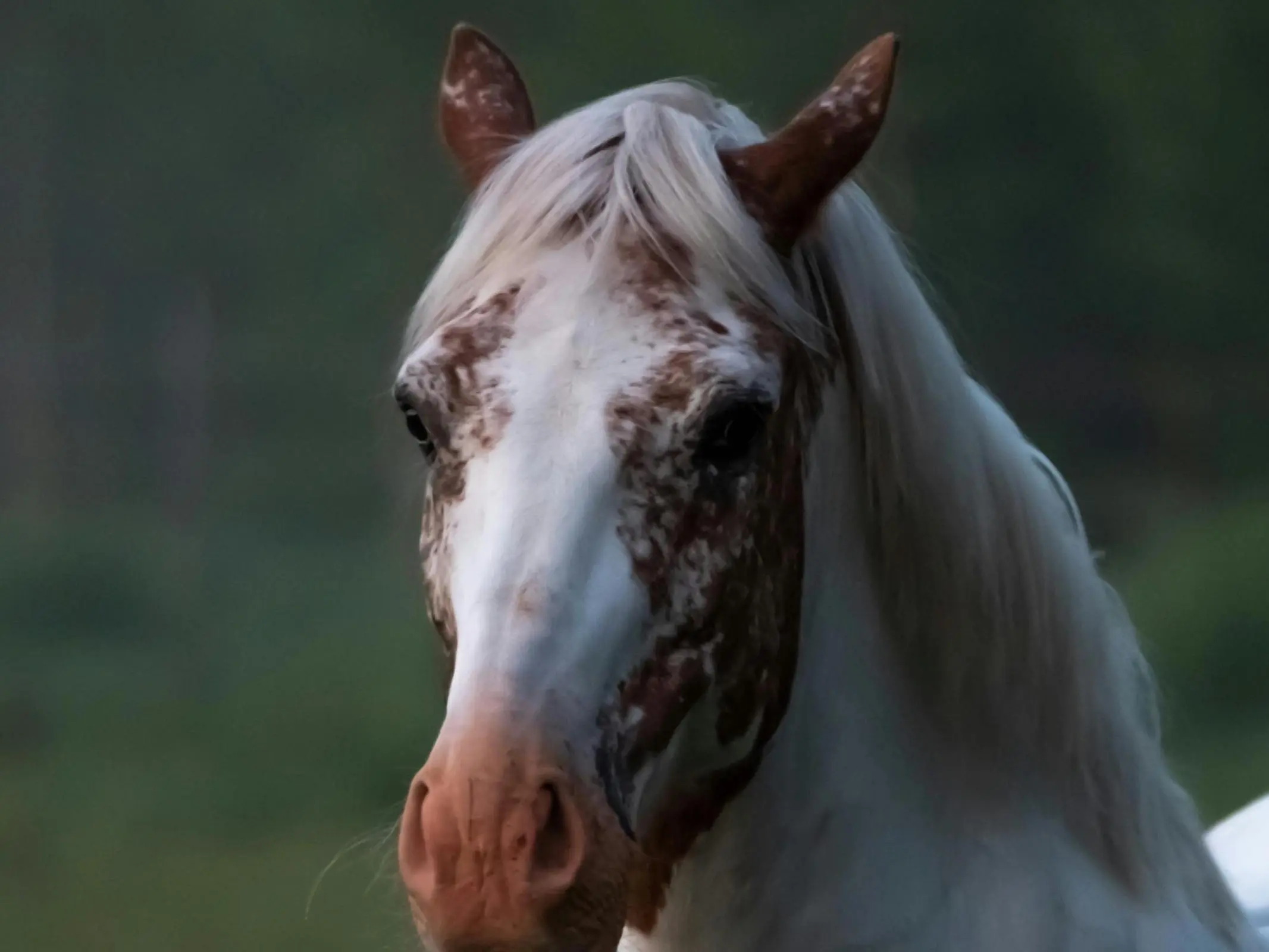 Horse with lacing