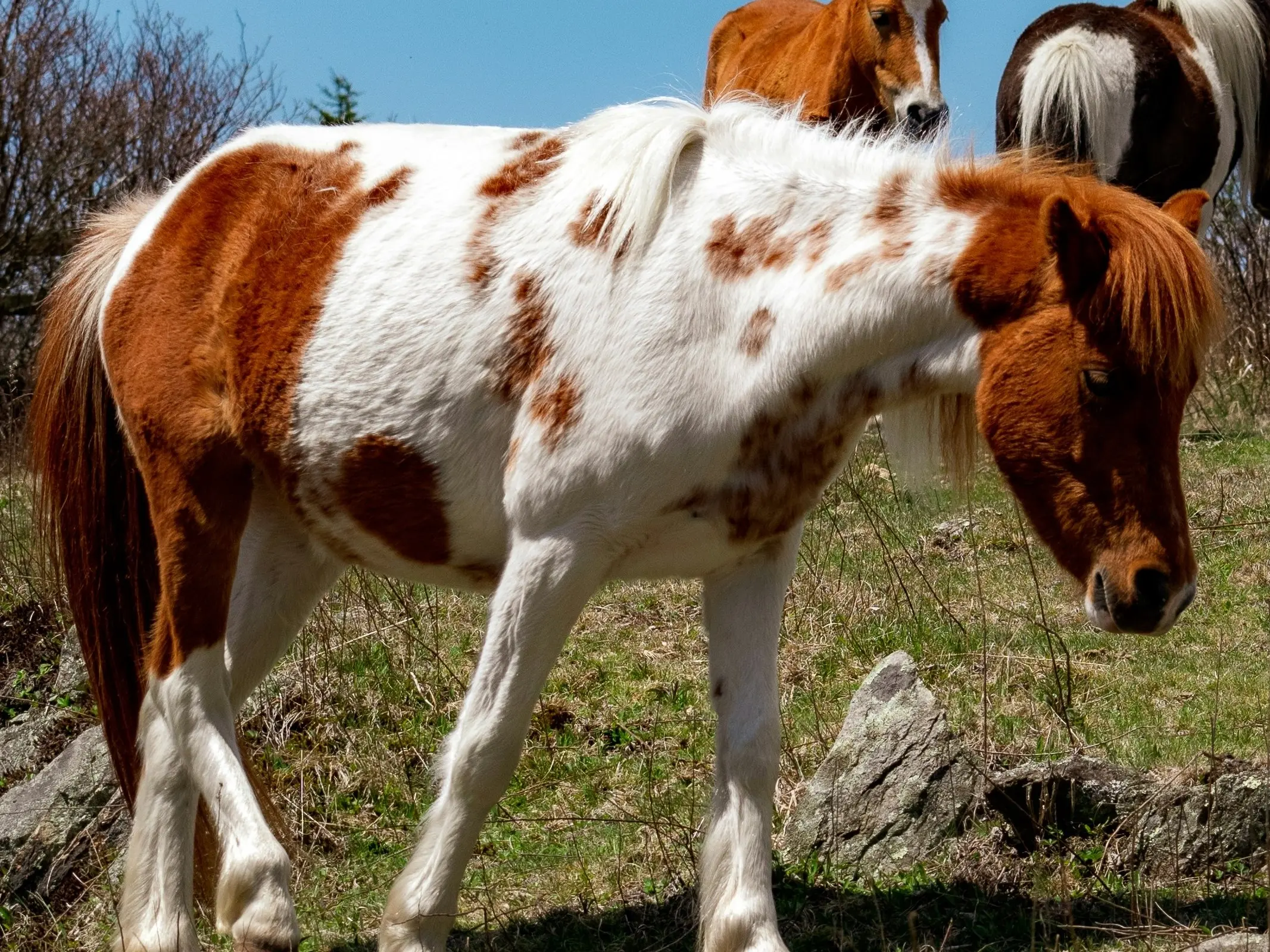 Horse with paw prints