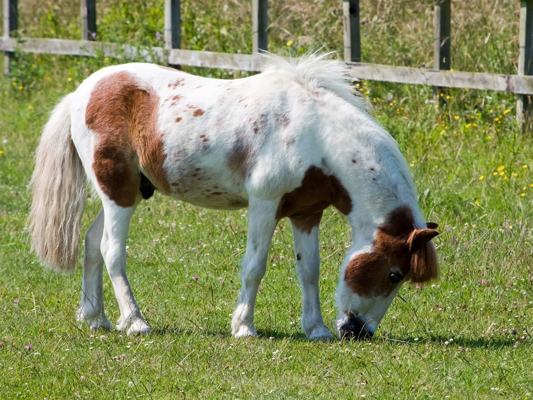 Horse with paw prints