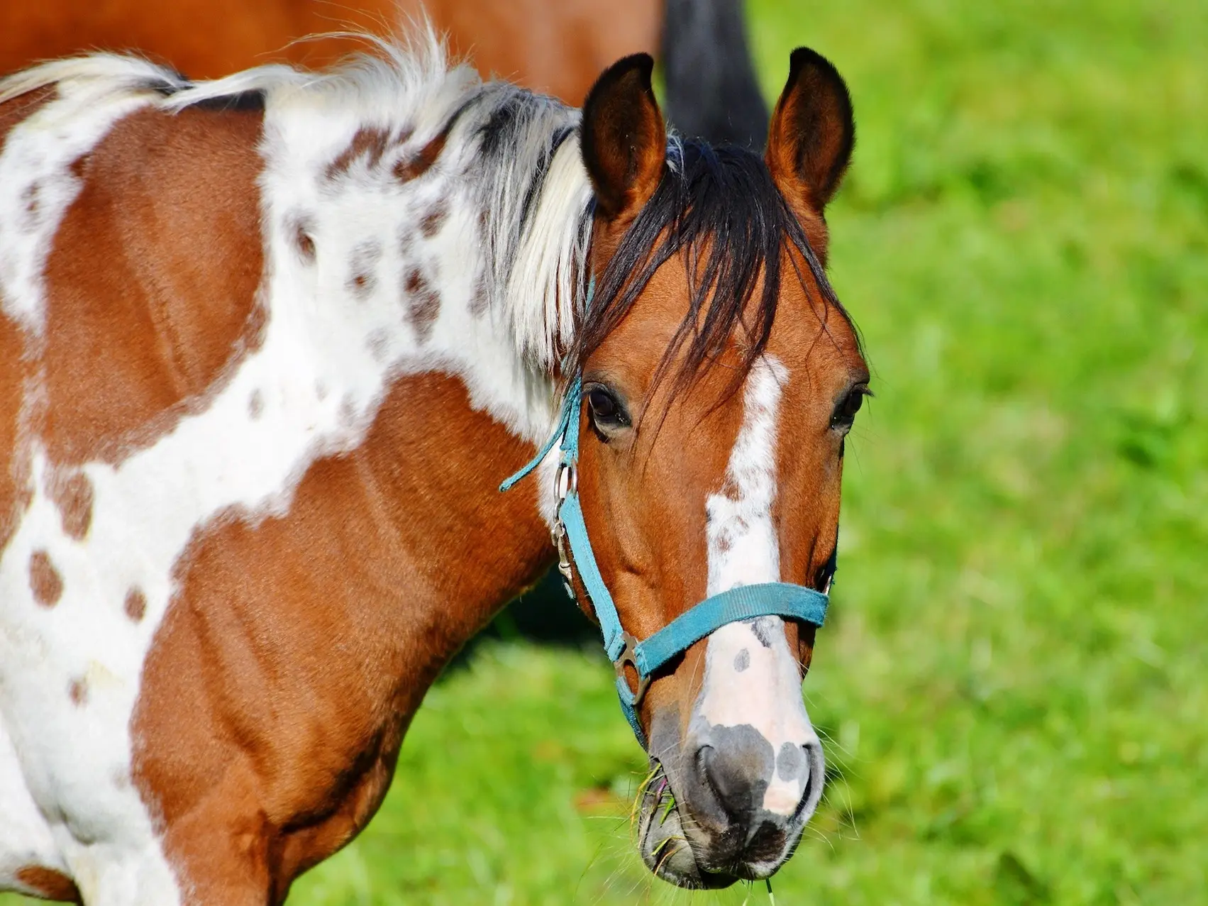 Horse with Belton markings