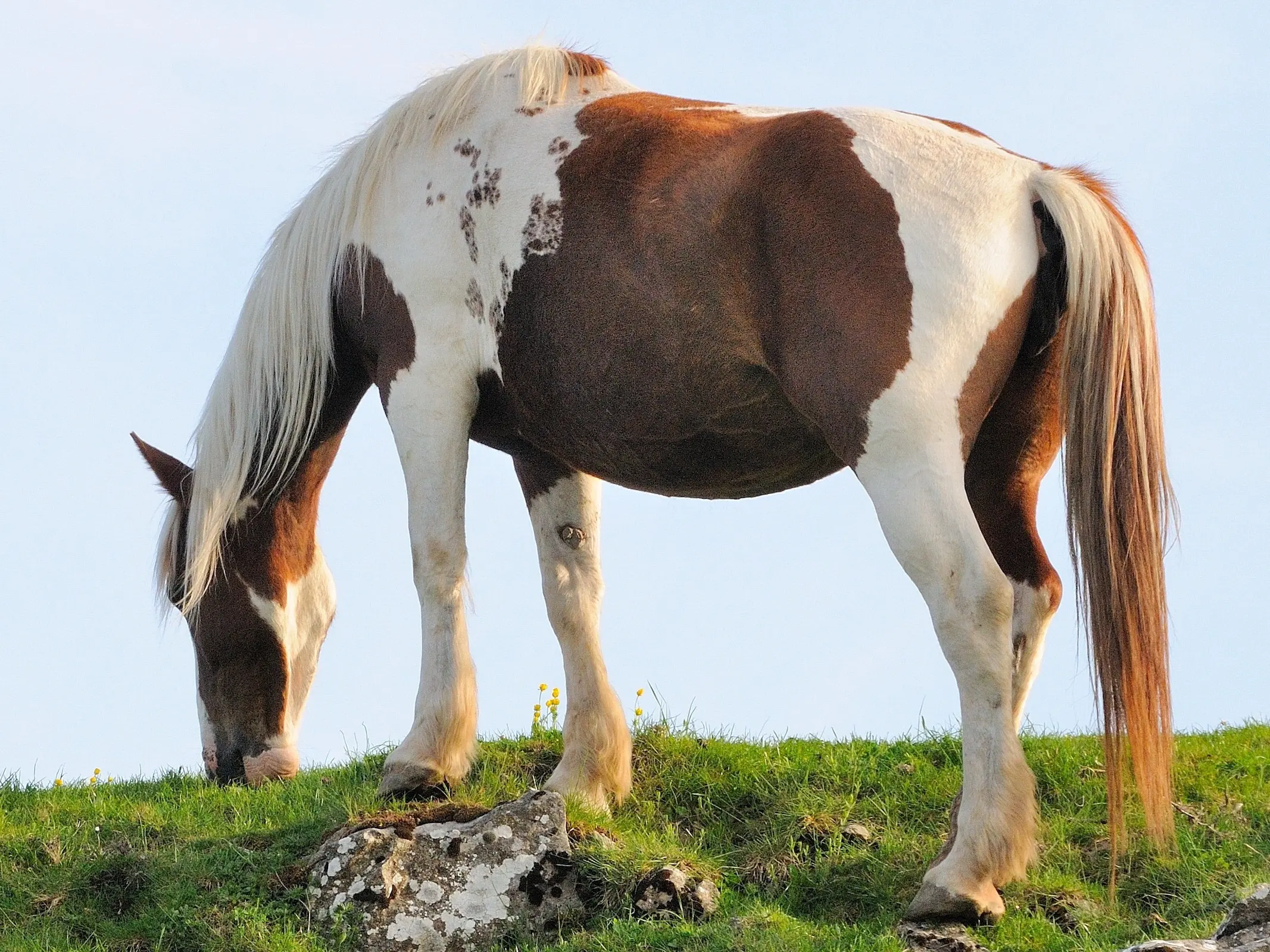 Horse with paw prints