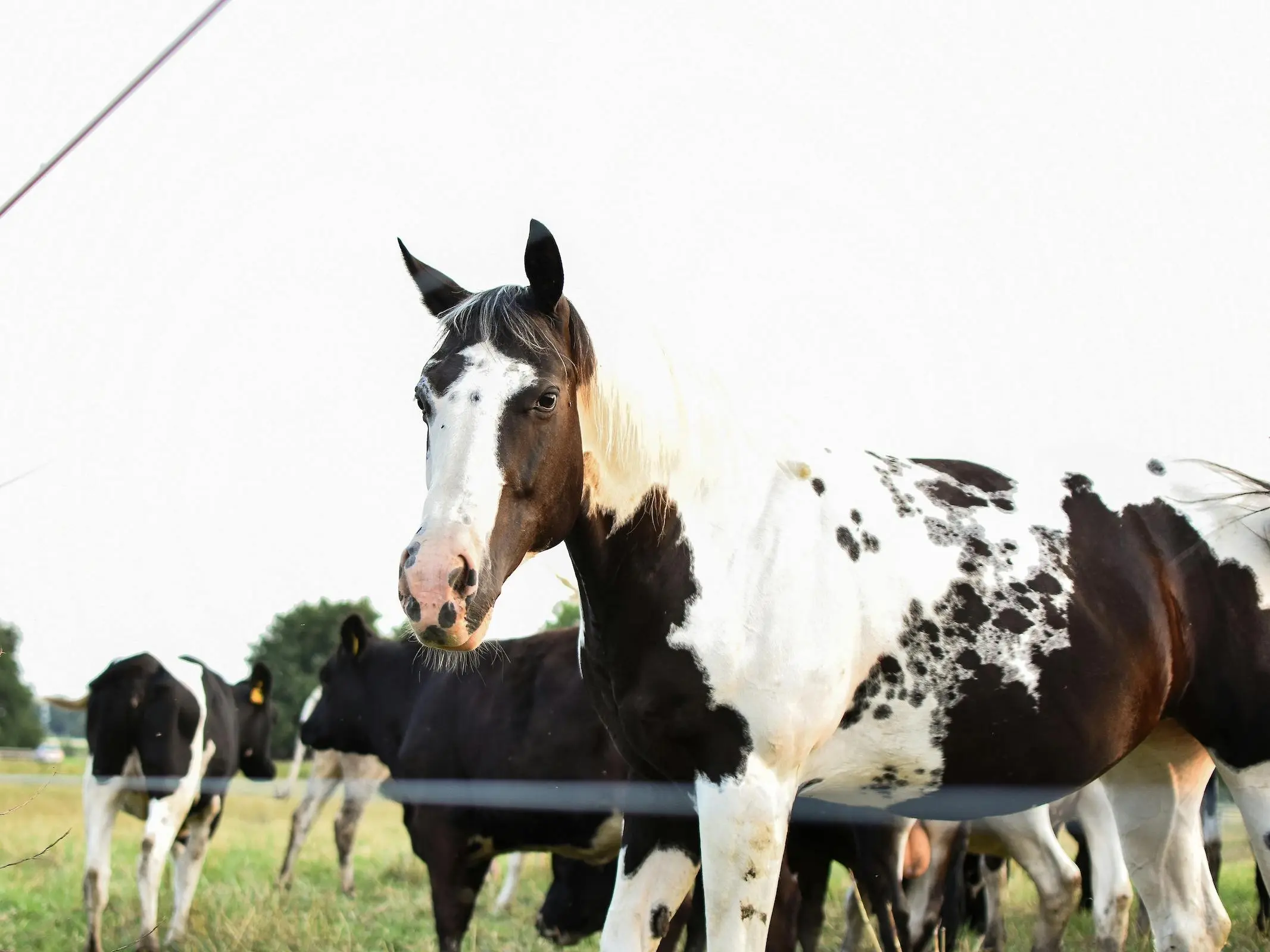 Horse with paw prints