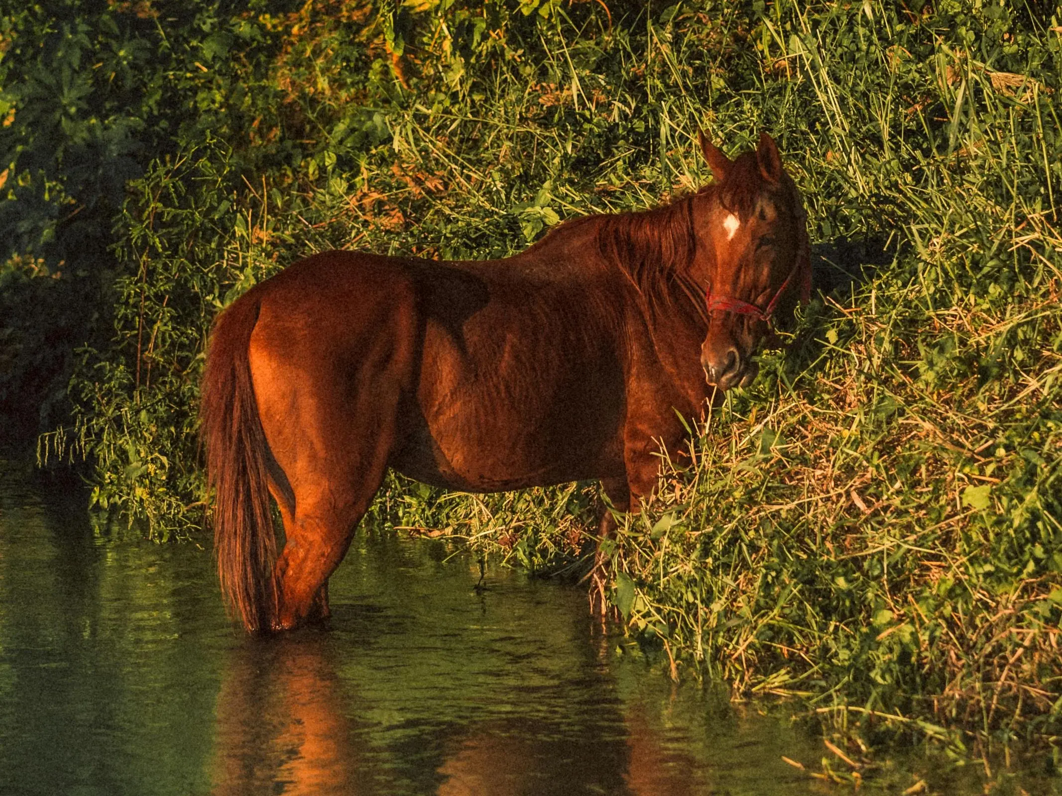 Red Chestnut