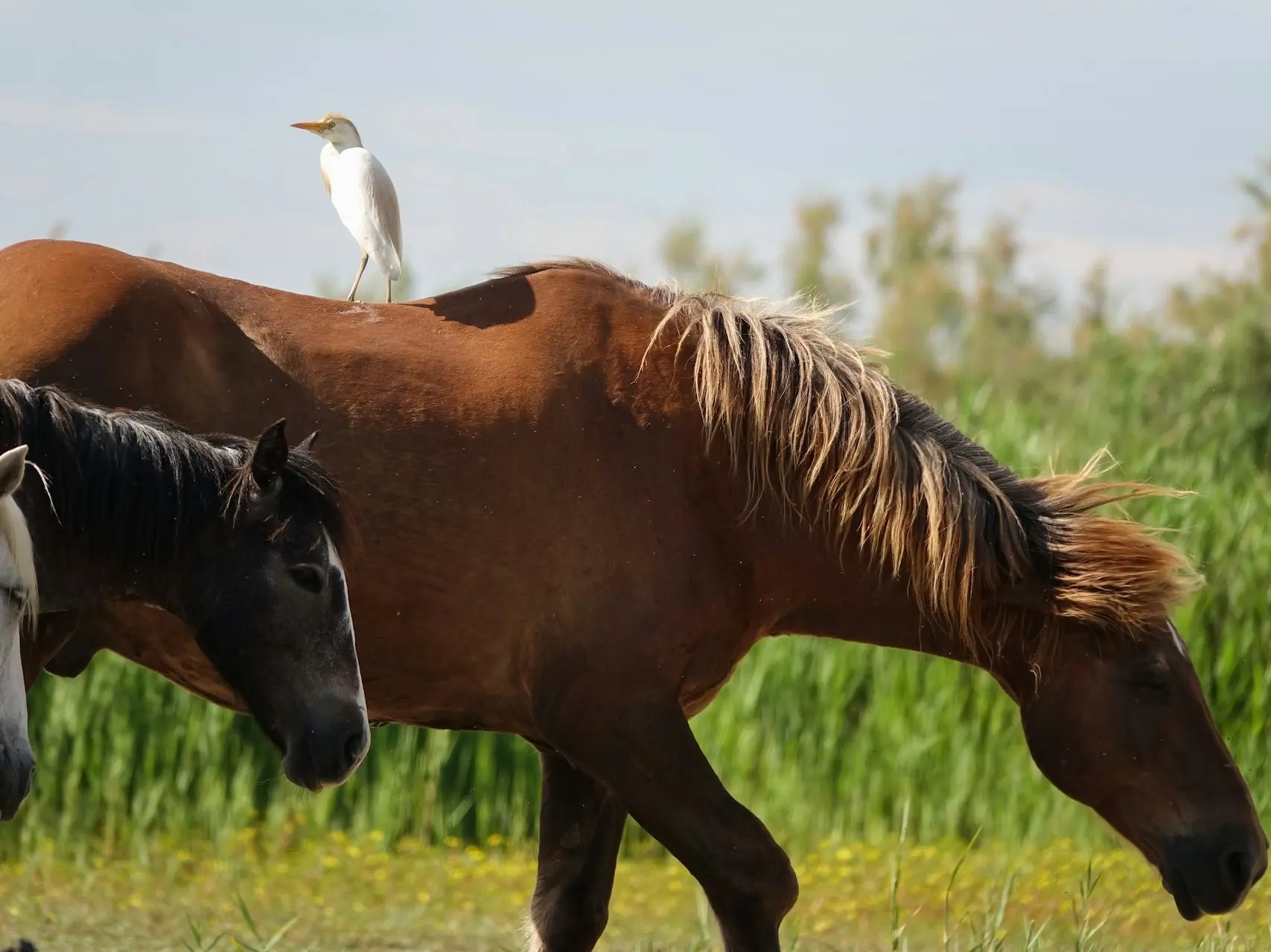 Red dapple horse