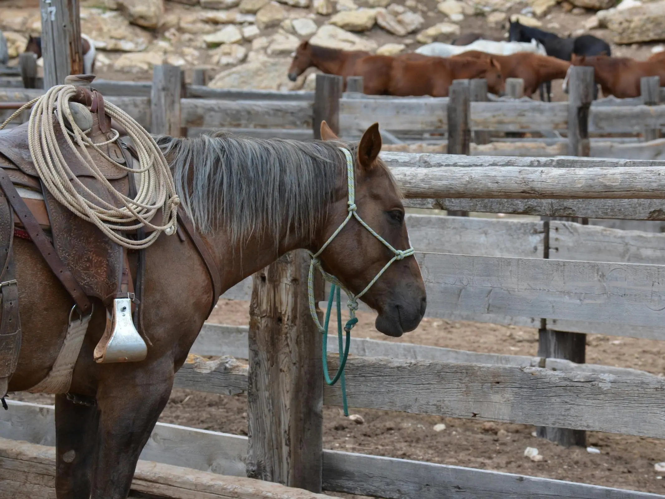 Red dapple horse