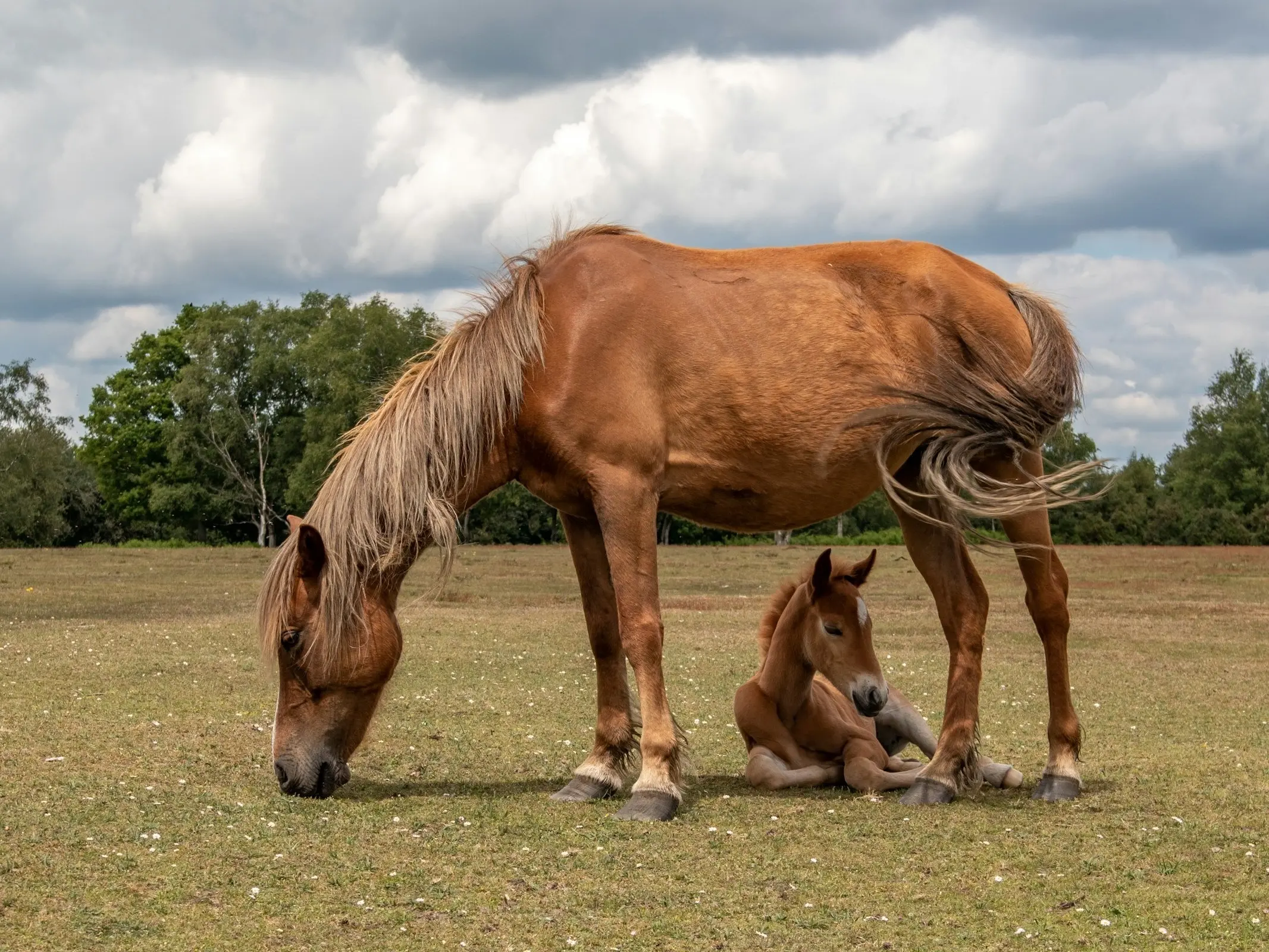 Red dapple horse