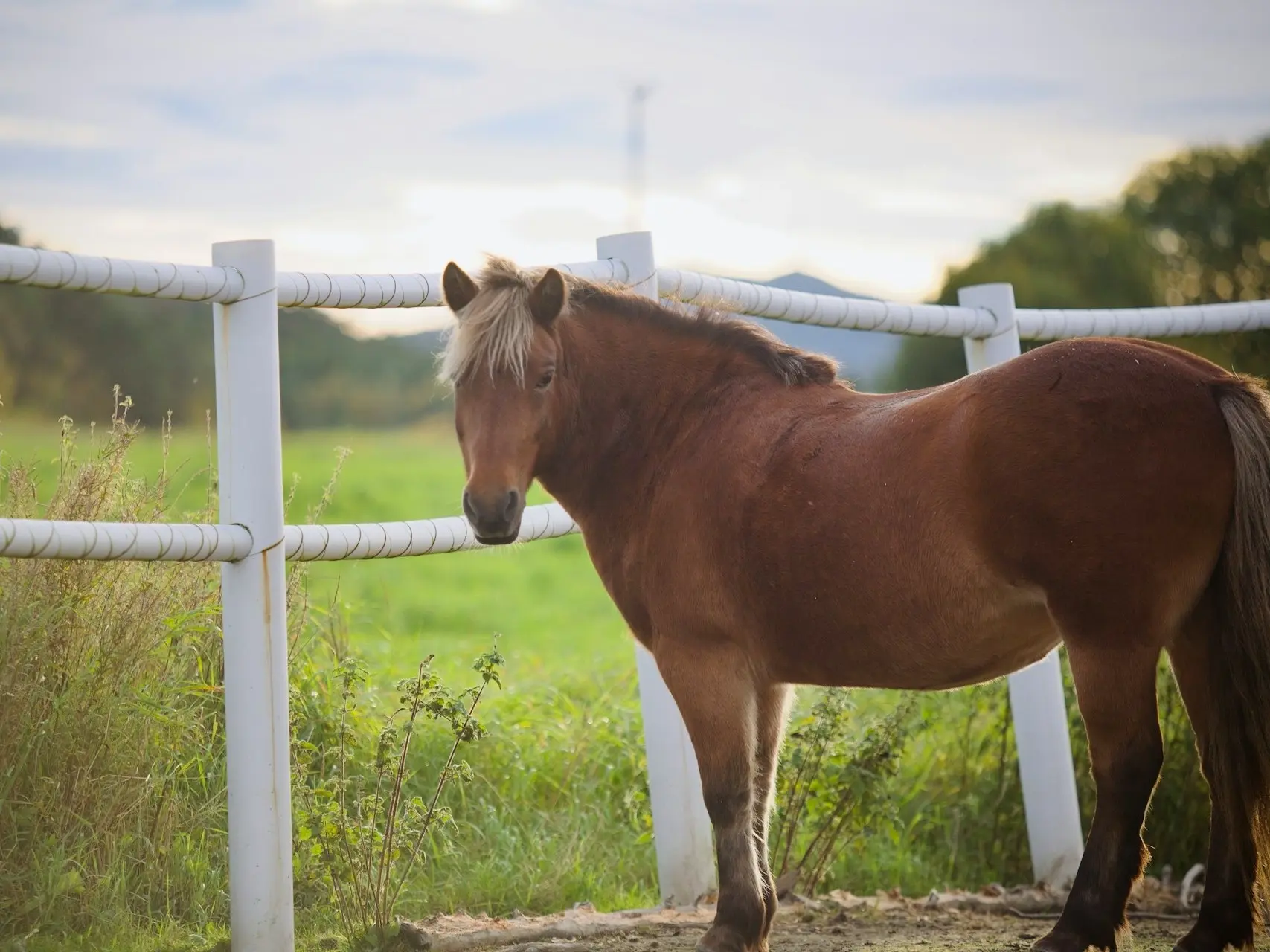 Red dapple horse