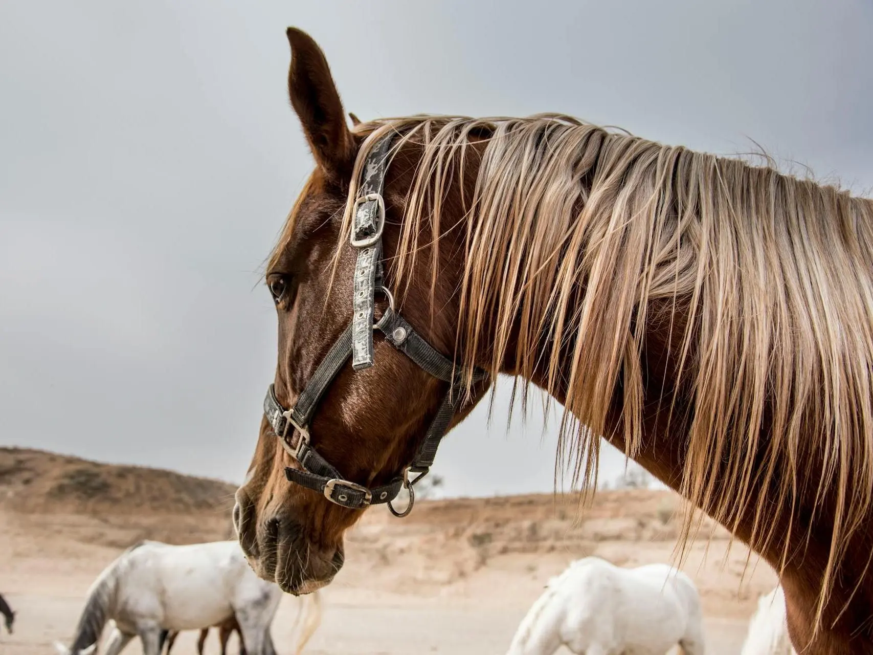 Red dapple horse