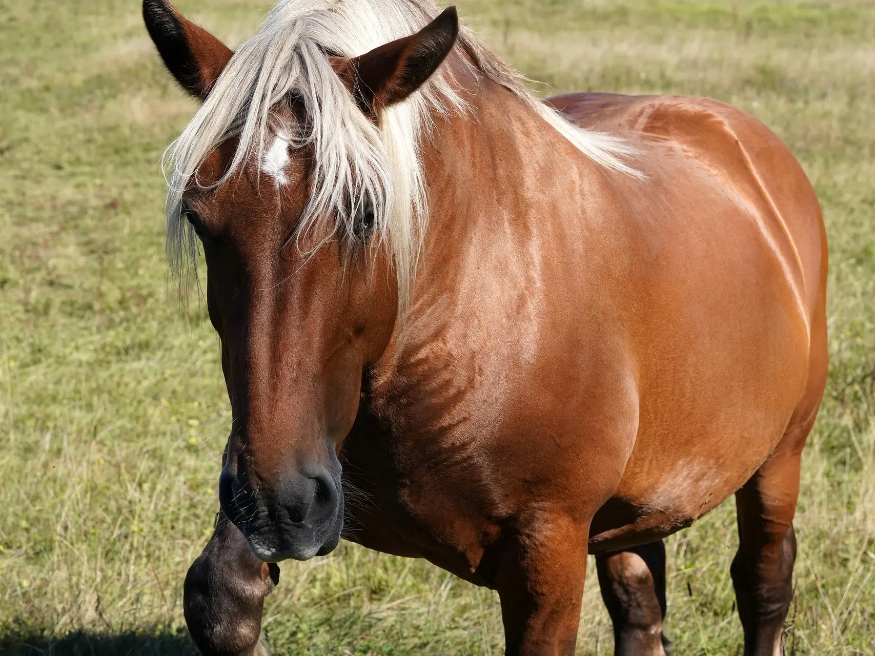 Red dapple horse