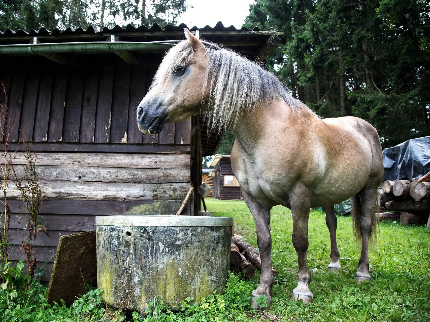 Red dapple horse