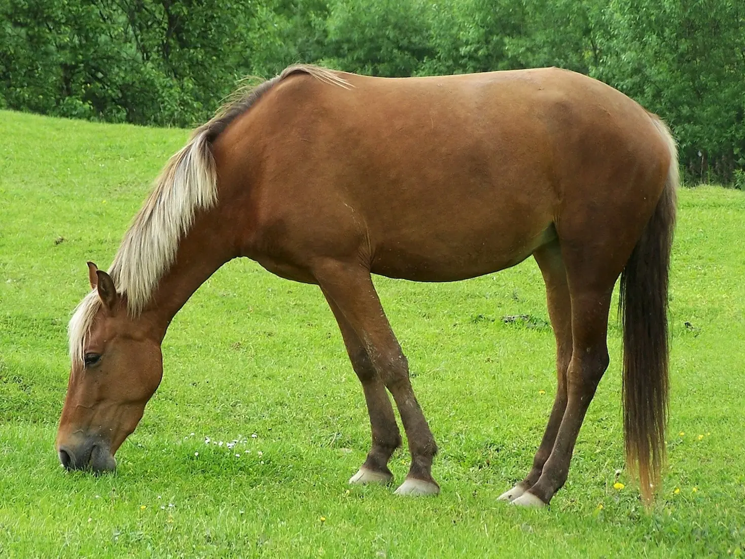 Red dapple horse