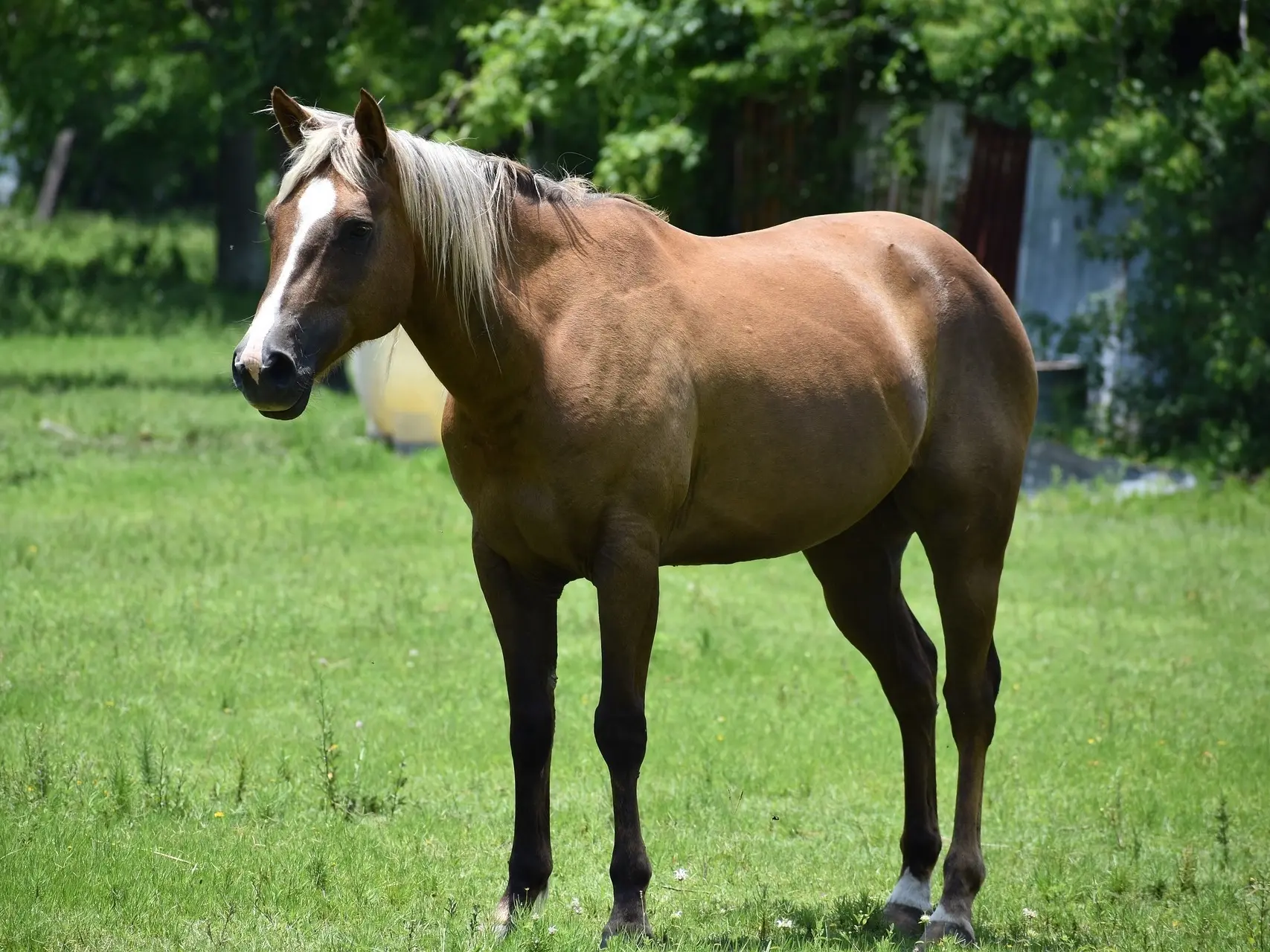 Red dapple horse