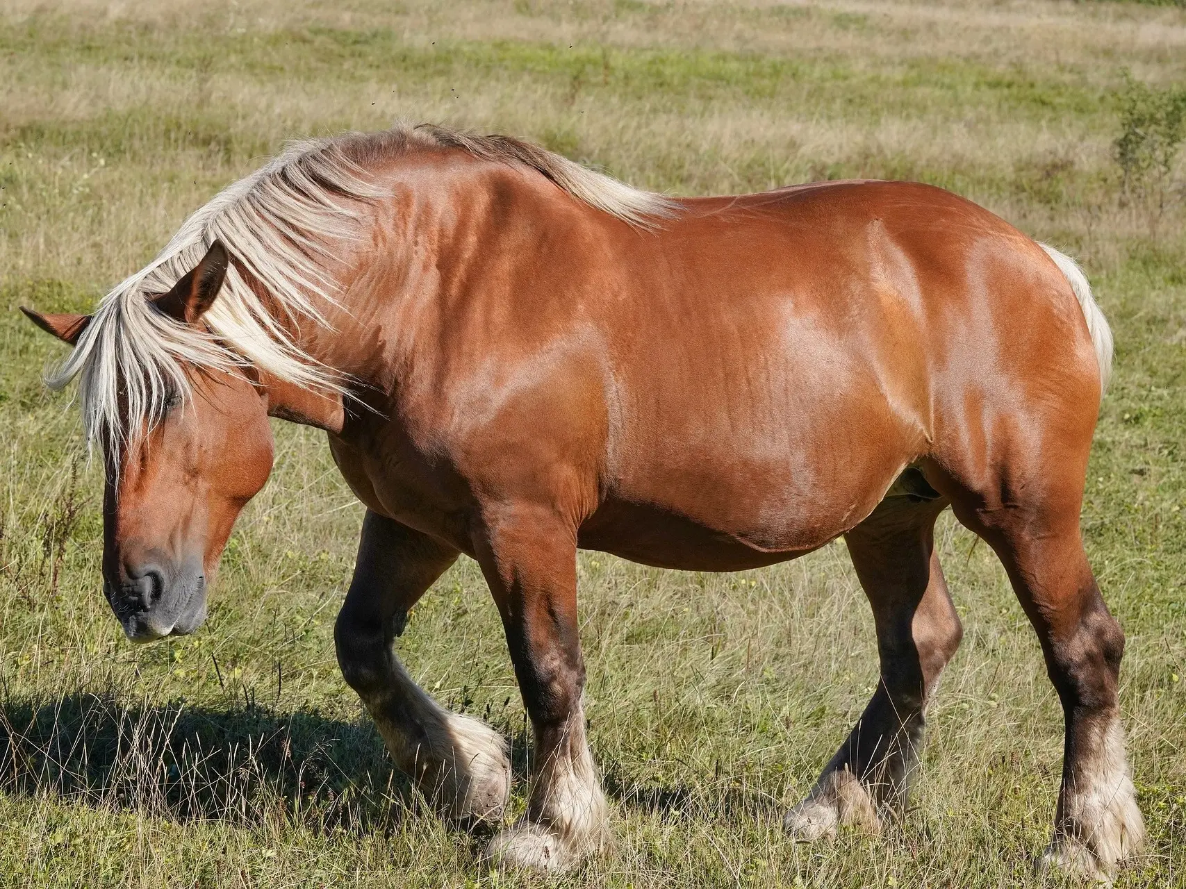 Red dapple horse