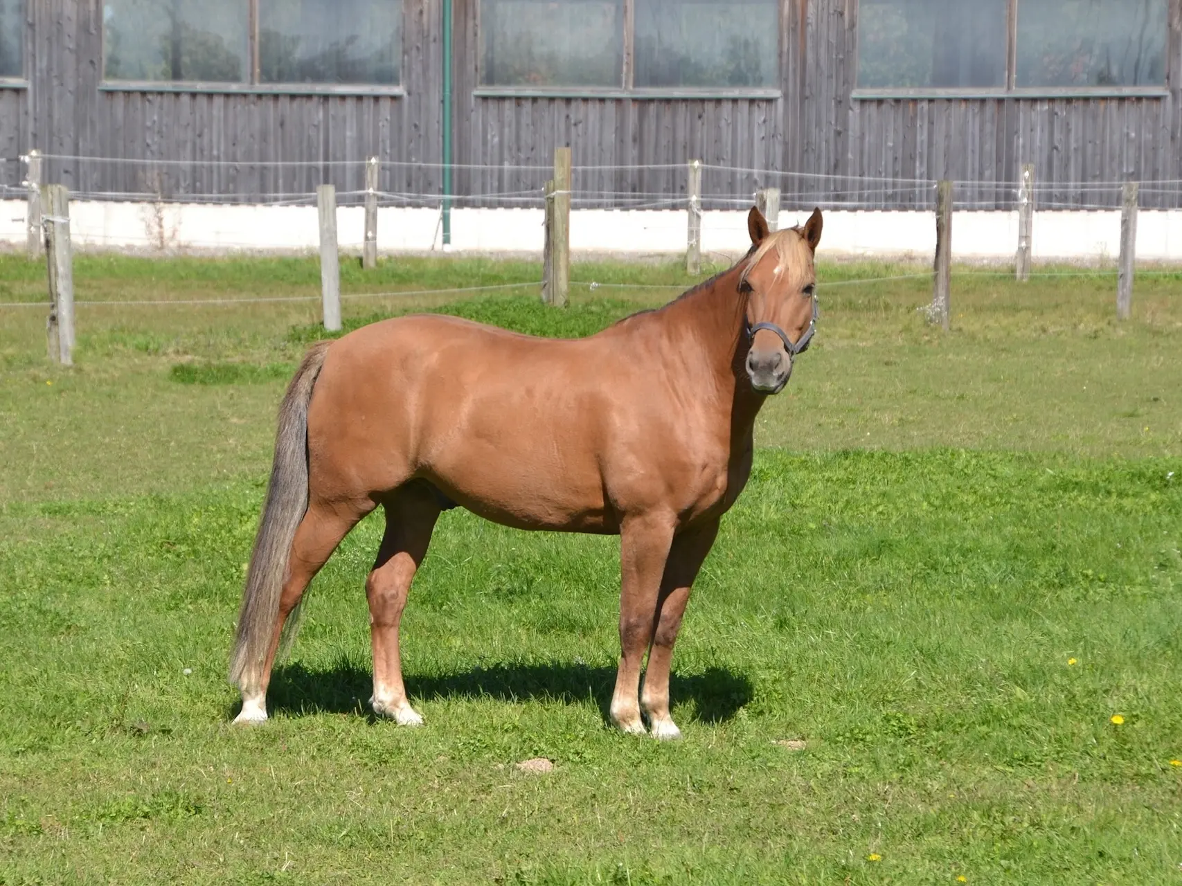 Red dapple horse