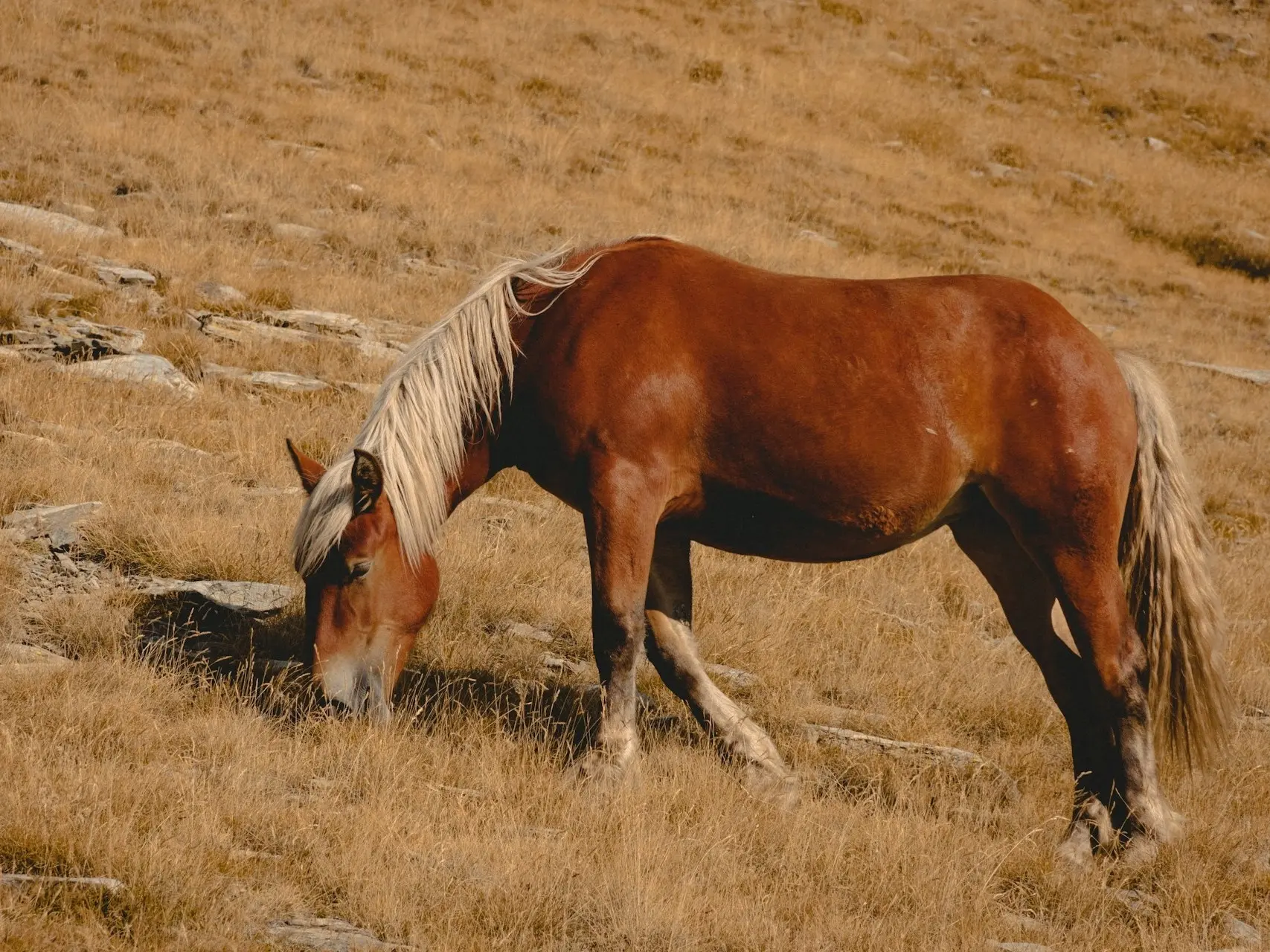 Red dapple horse