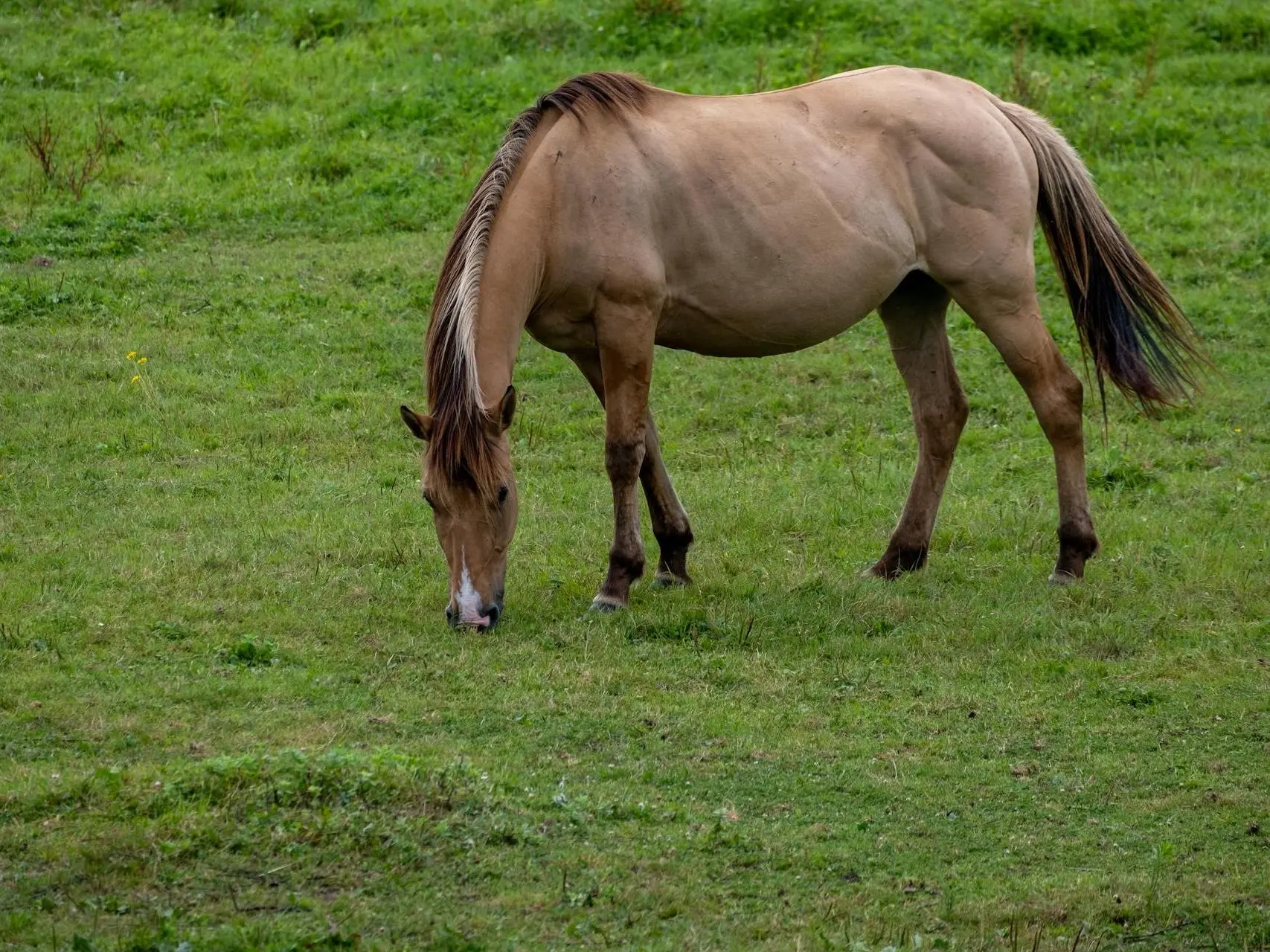 Red dun horse