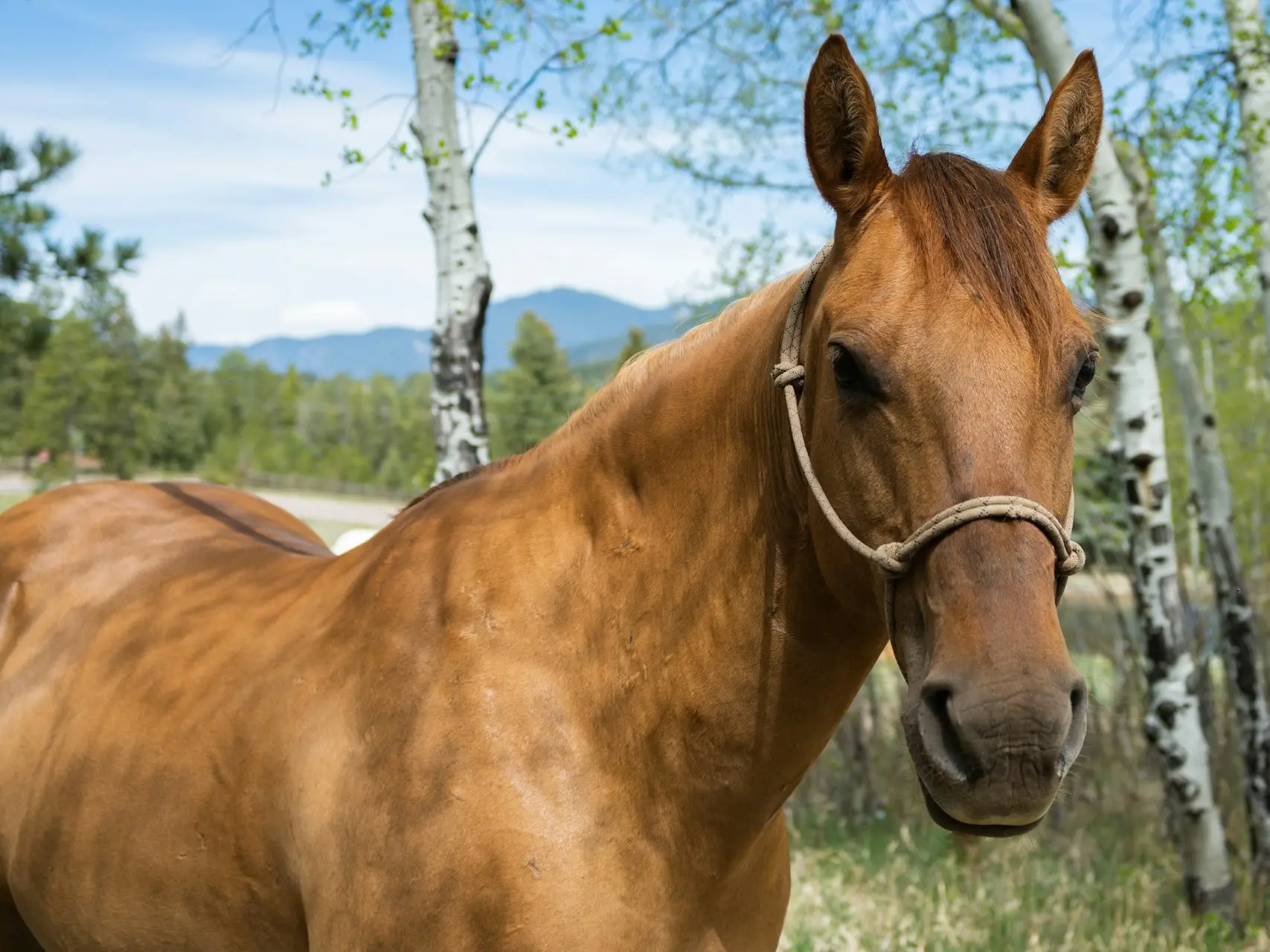 Red dun horse