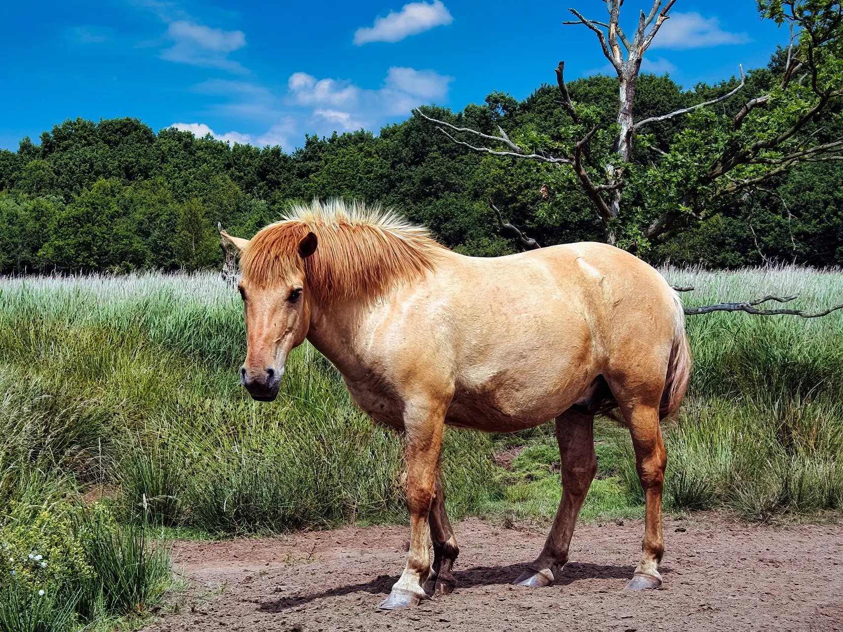 Red dun horse