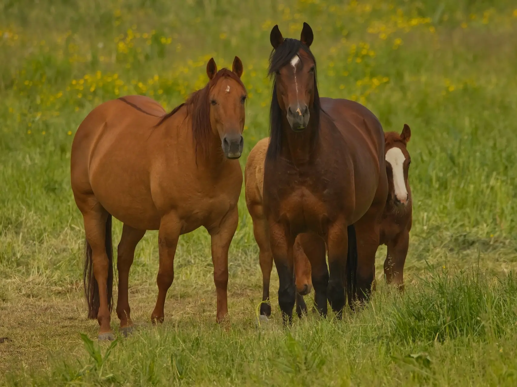 Red dun horse