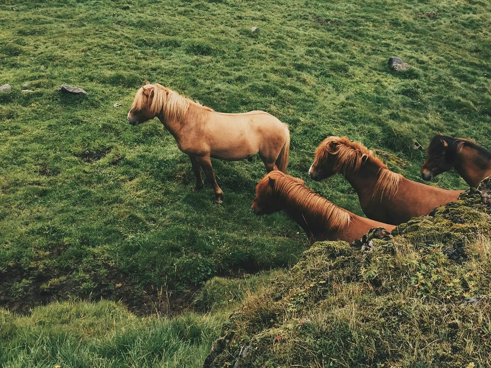 Red dun horse